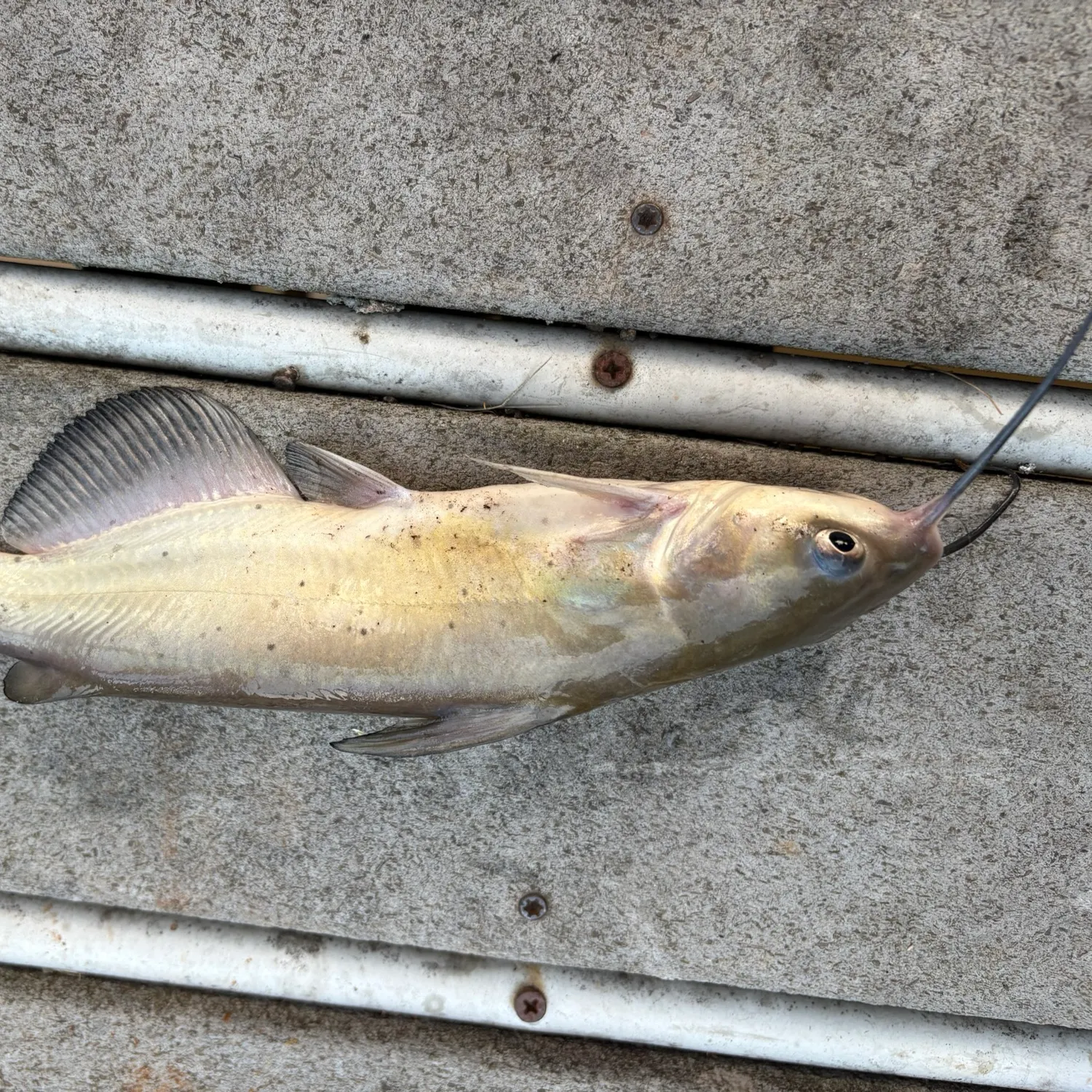 Channel catfish caught on Fishbrain