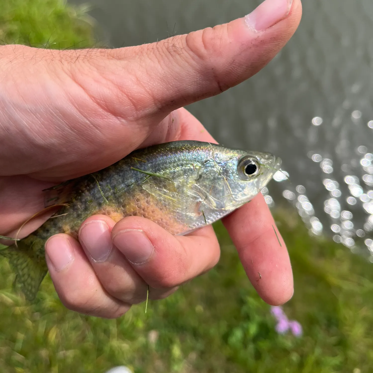 White crappie caught on Fishbrain