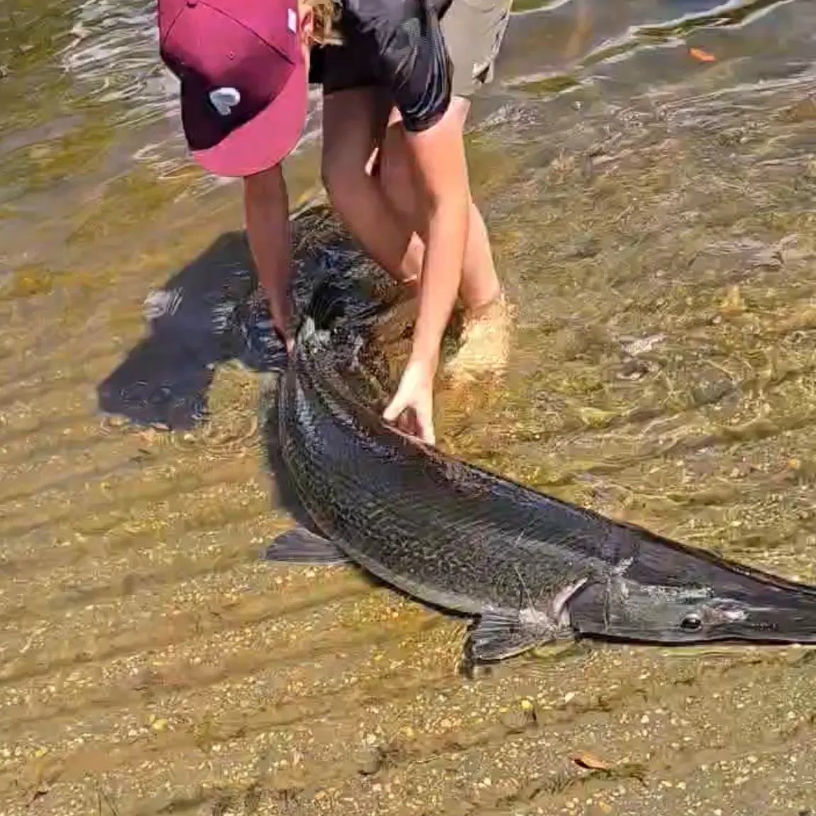 Alligator gar caught on Fishbrain