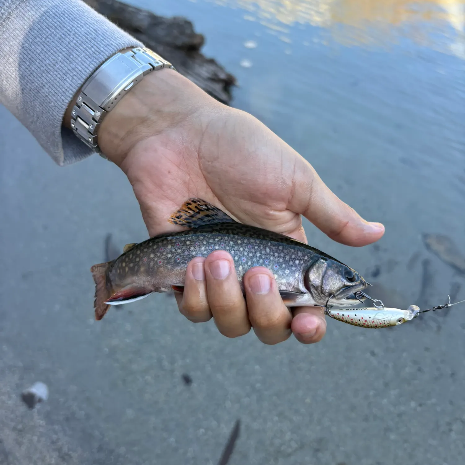 Brook trout caught on Fishbrain