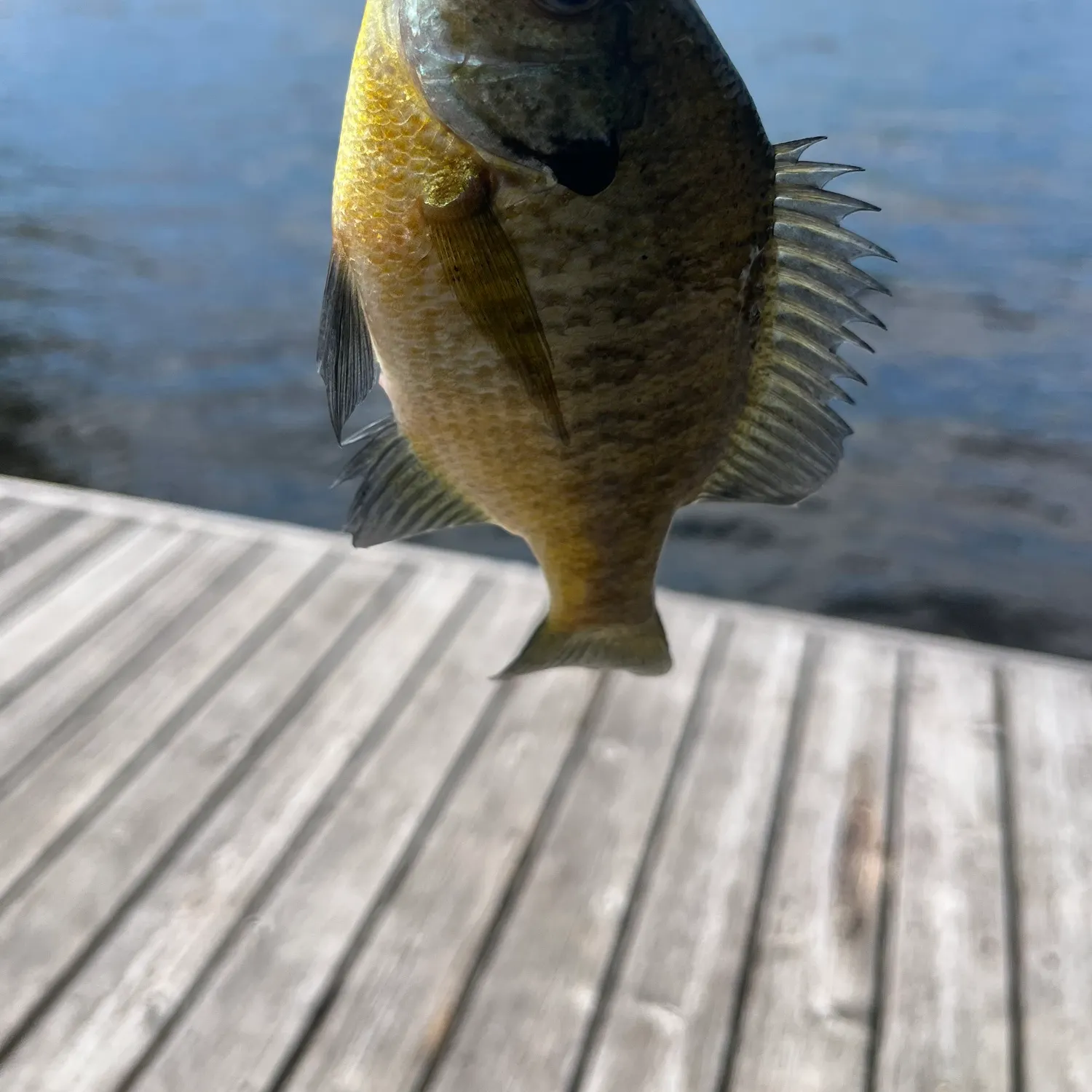 The most recent Bluegill catches on Fishbrain