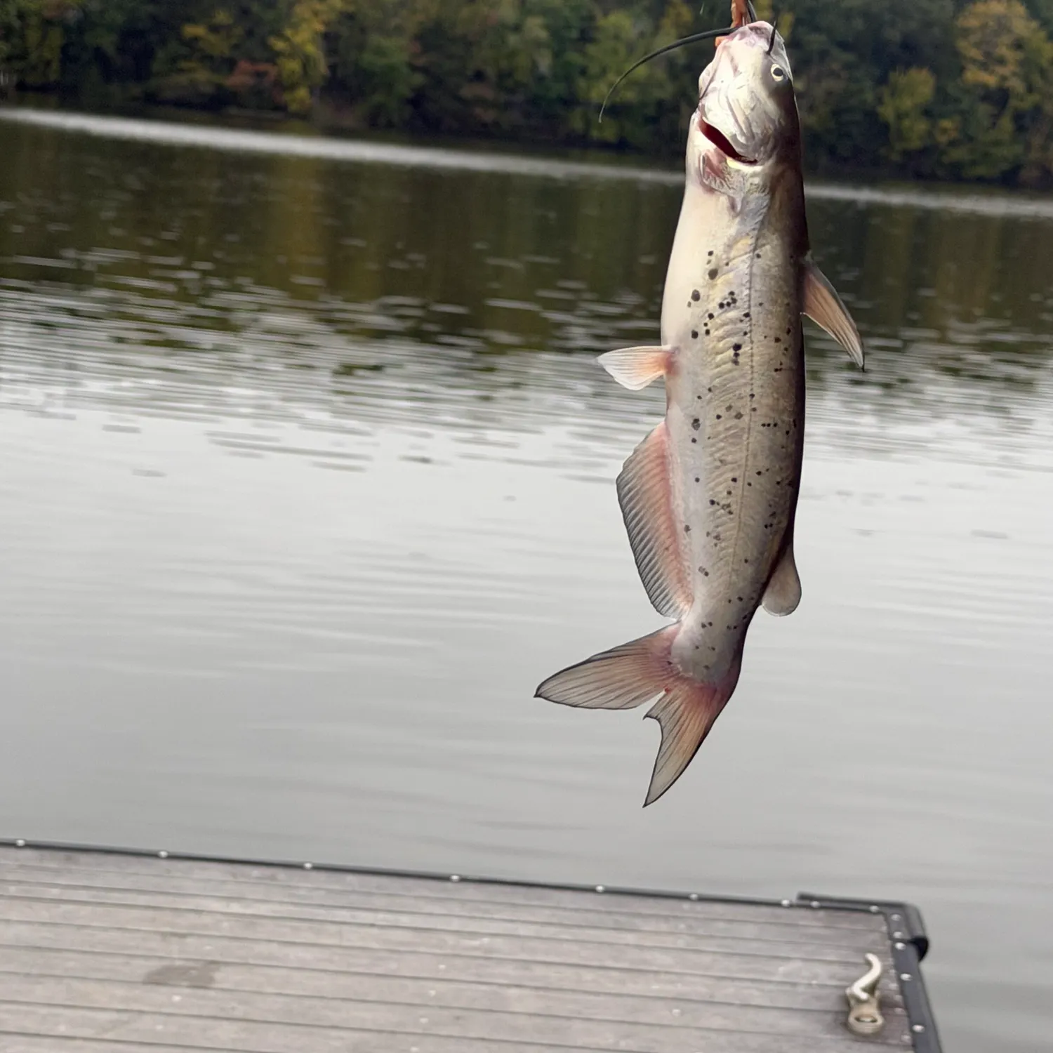 Channel catfish caught on Fishbrain