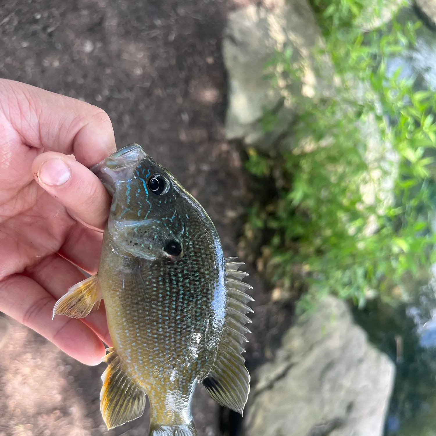 Green sunfish caught on Fishbrain