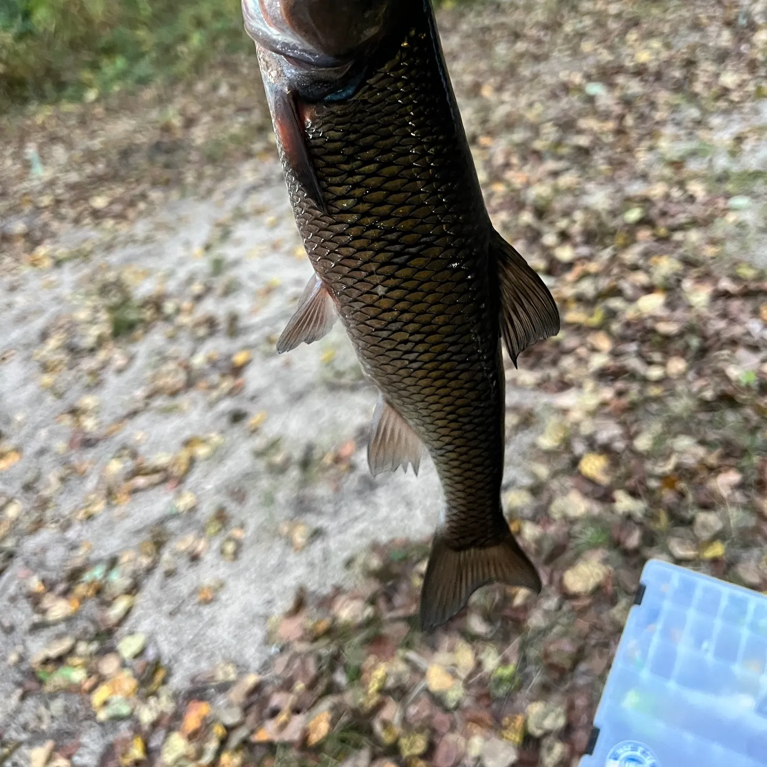 Fallfish caught on Fishbrain
