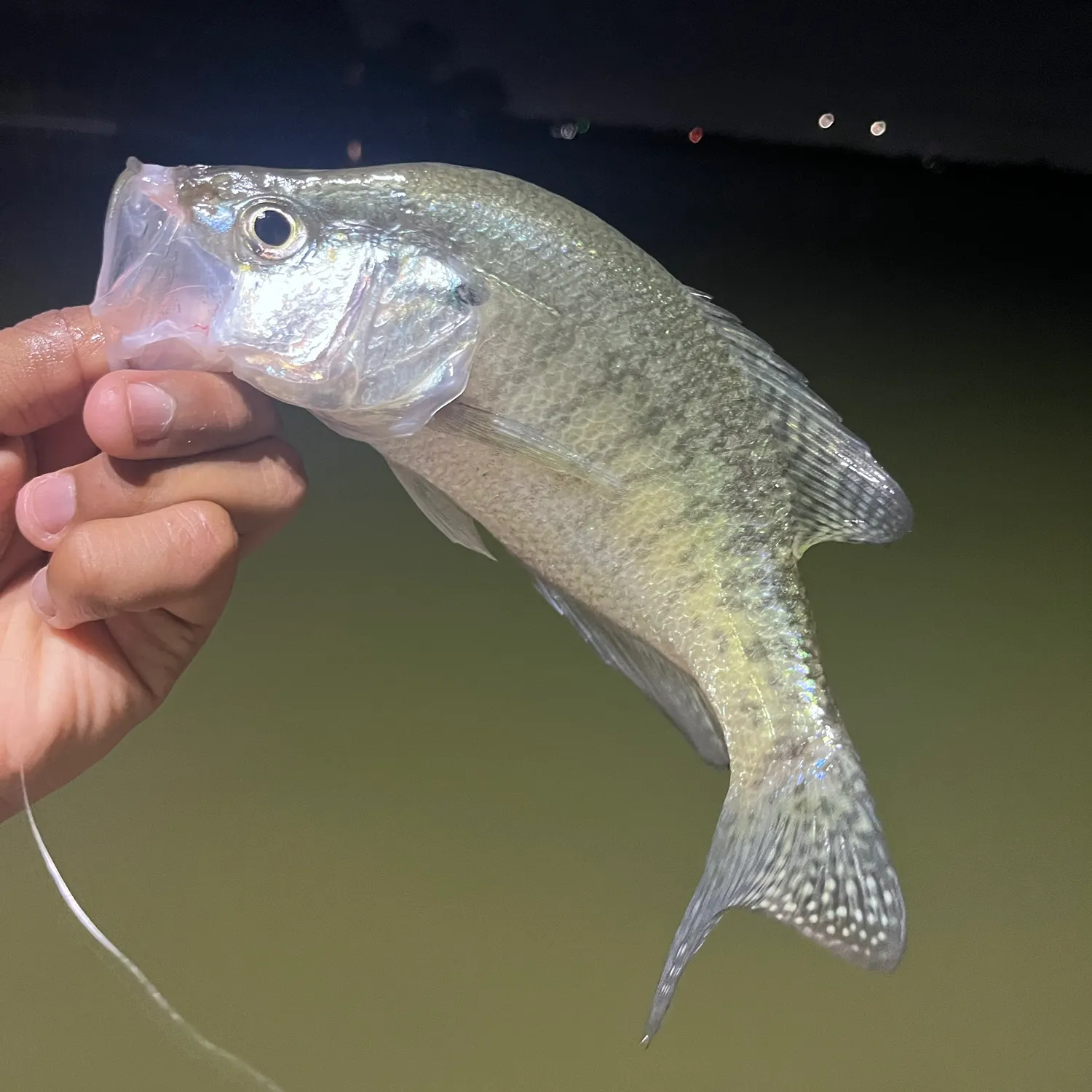 White crappie caught on Fishbrain