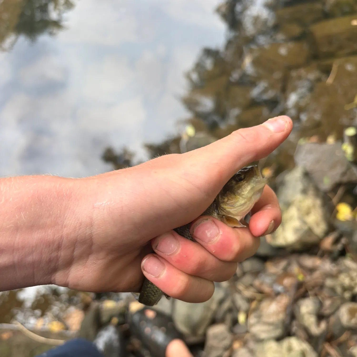 Creek chub caught on Fishbrain