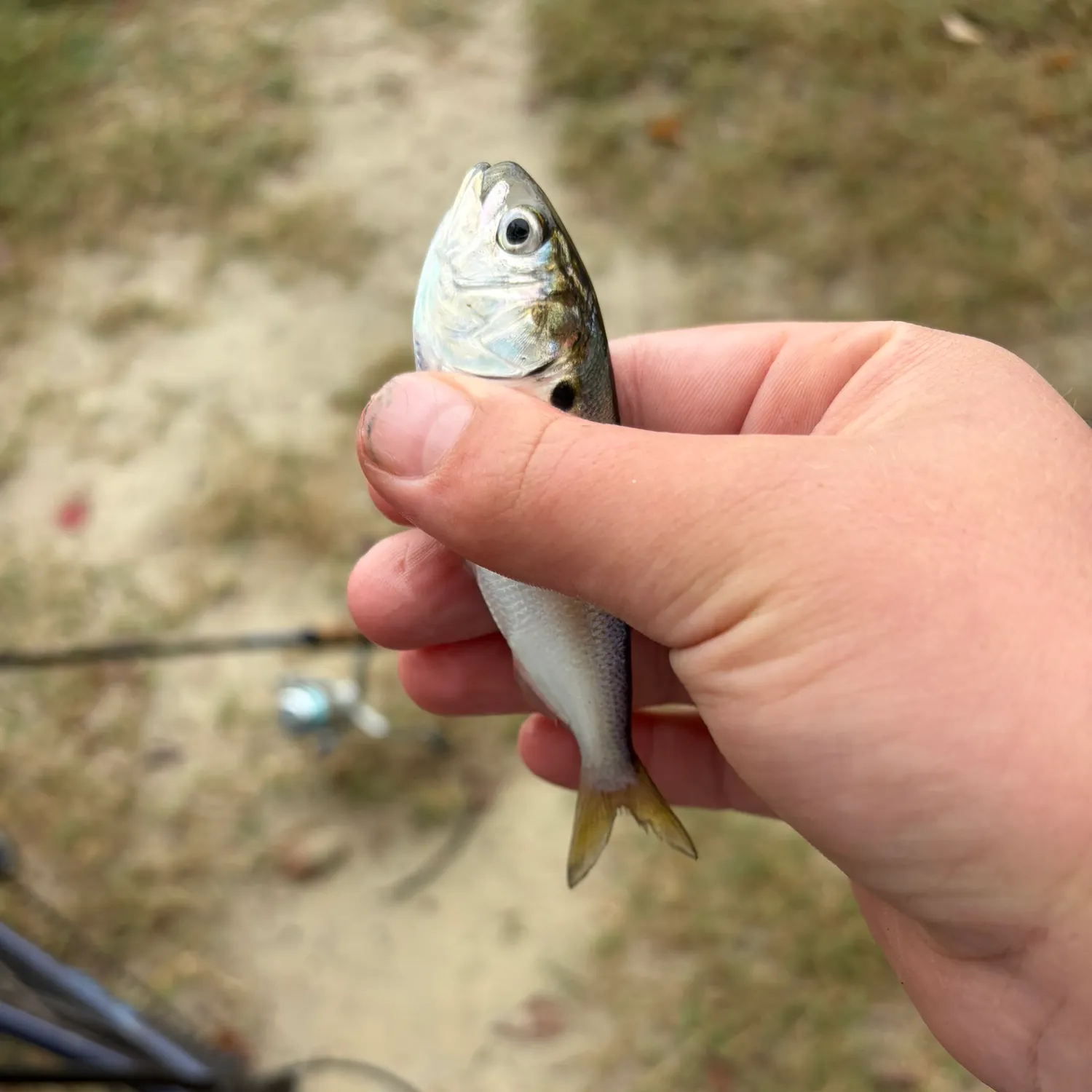 American gizzard shad caught on Fishbrain