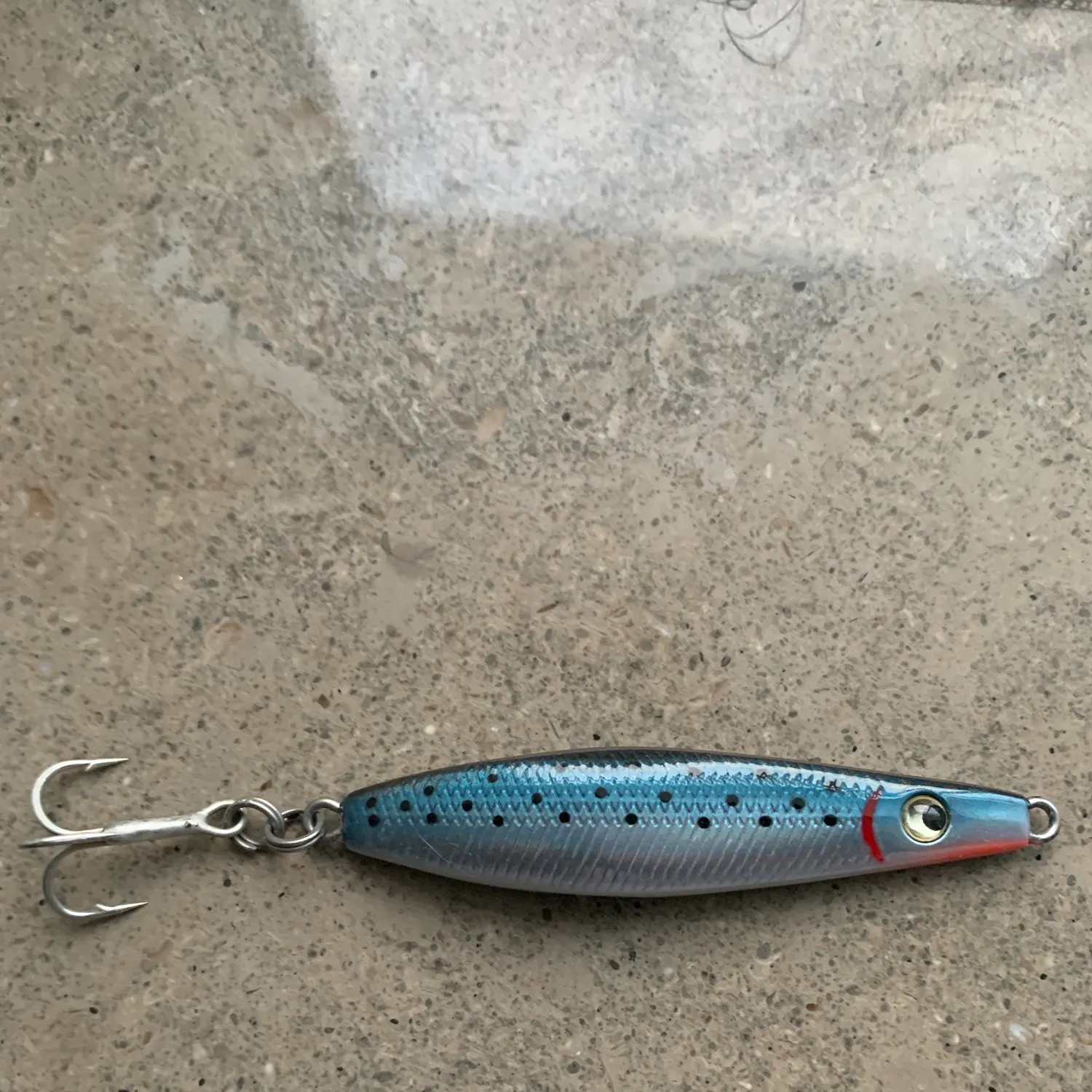 Sea trout caught on Fishbrain