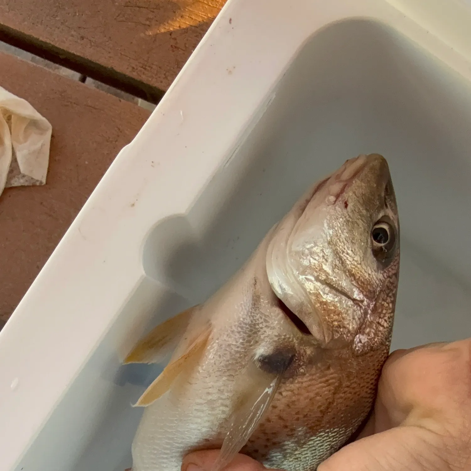The most recent Spot croaker catches on Fishbrain