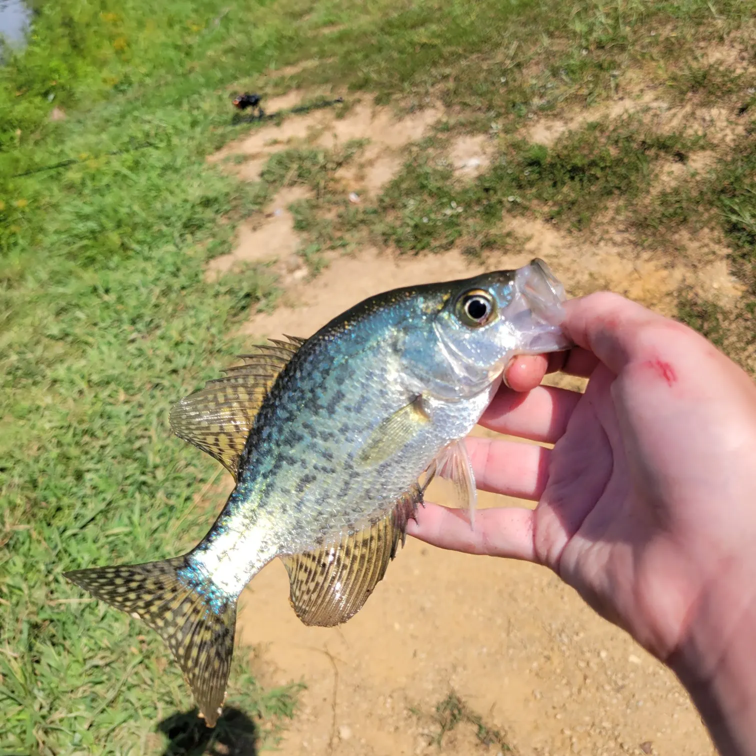 Black crappie caught on Fishbrain