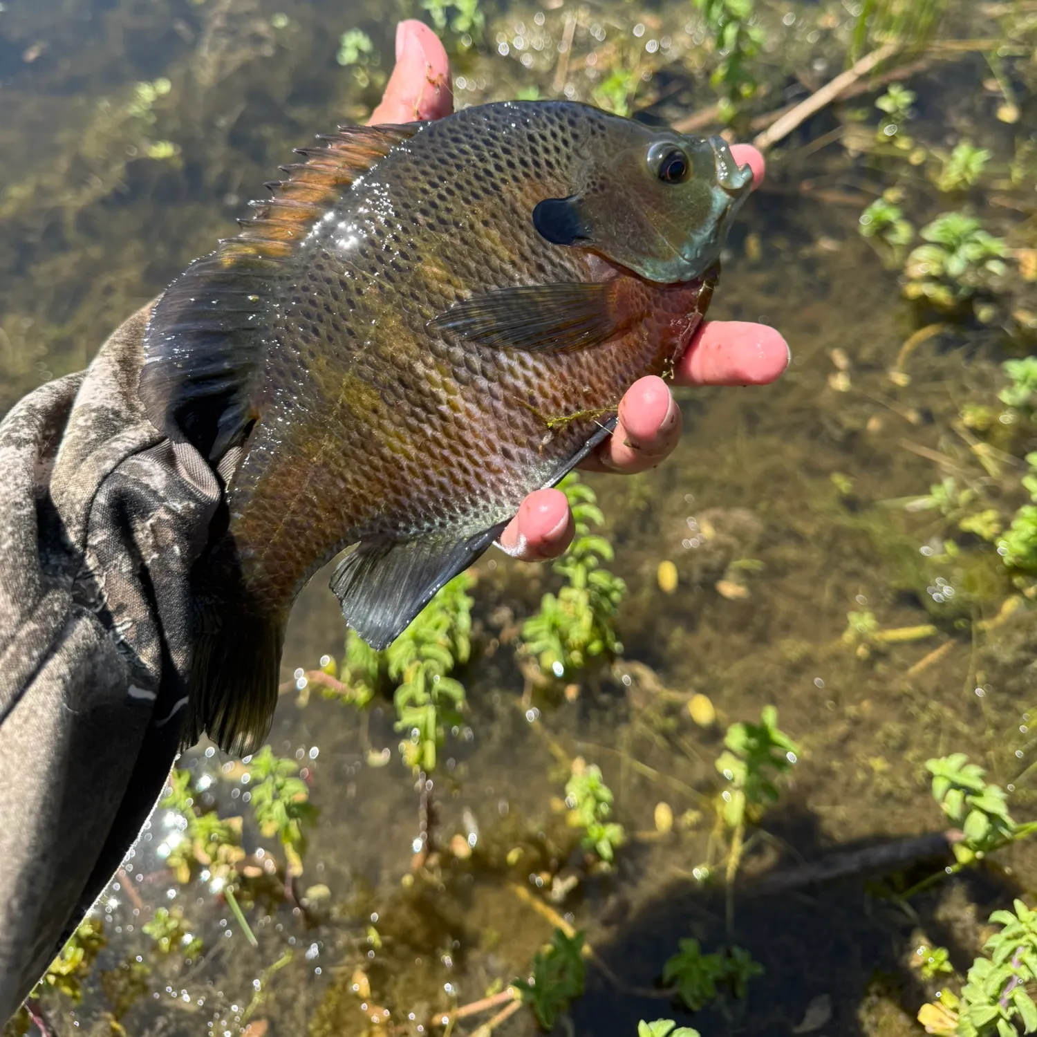 catch