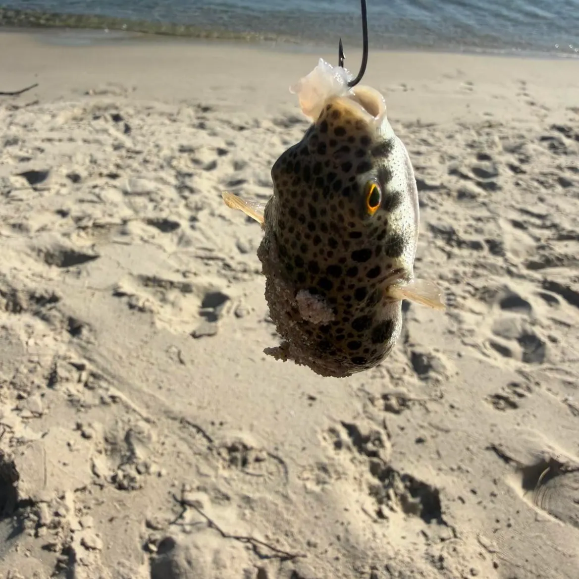 Milkspotted puffer caught on Fishbrain