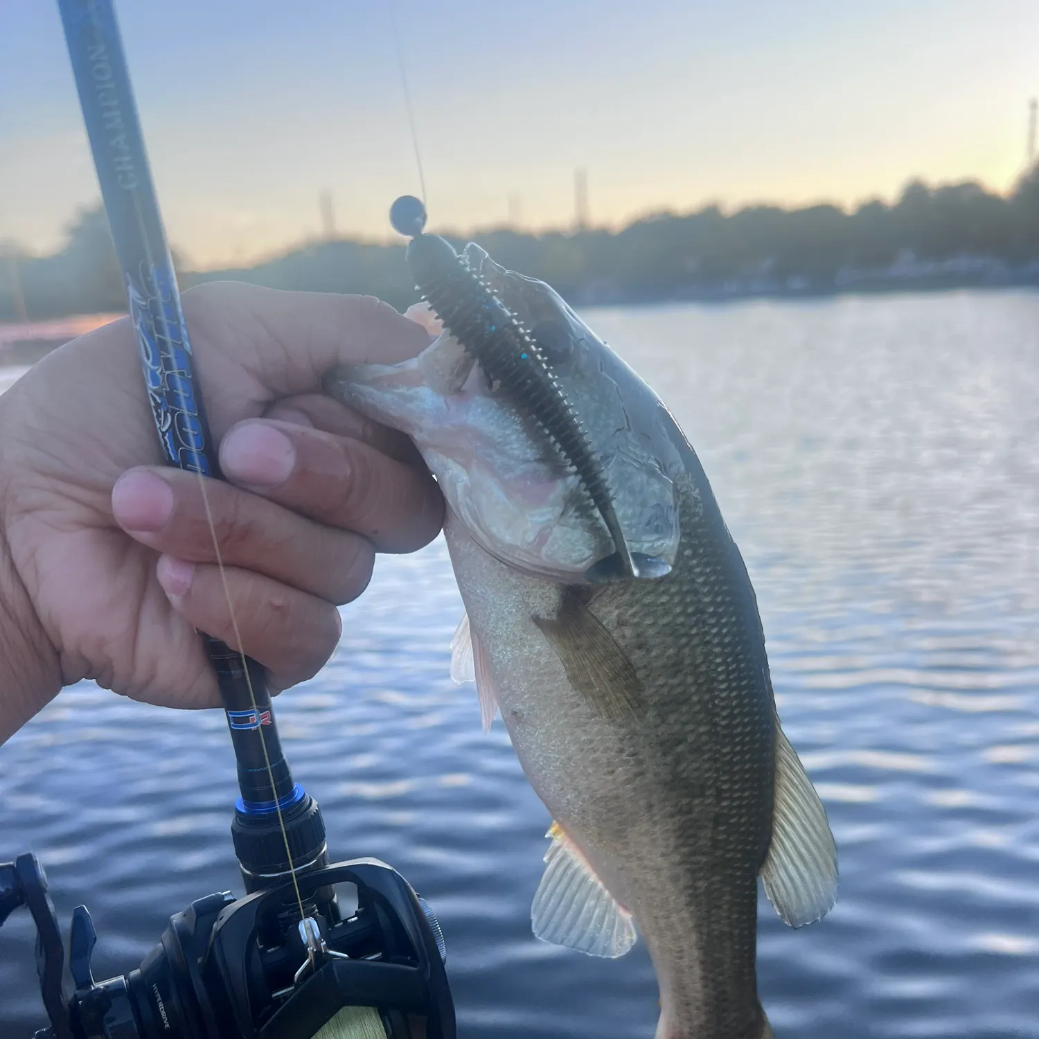 Largemouth bass caught on Fishbrain