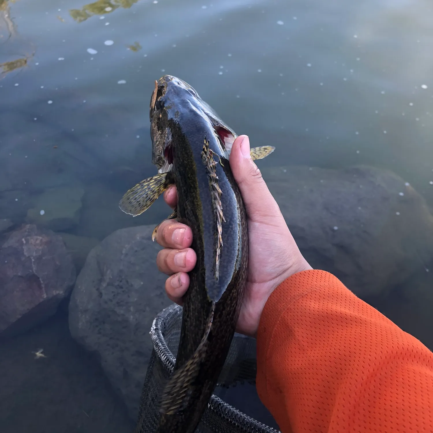 catch