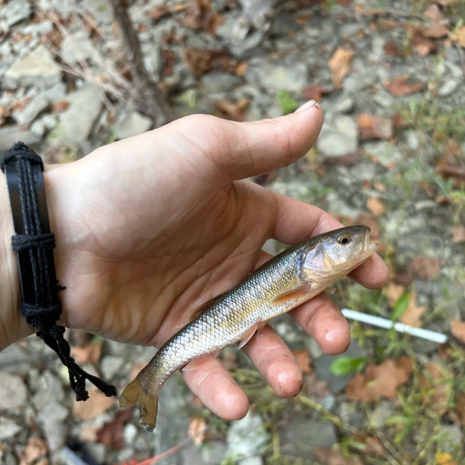 Creek chub caught on Fishbrain