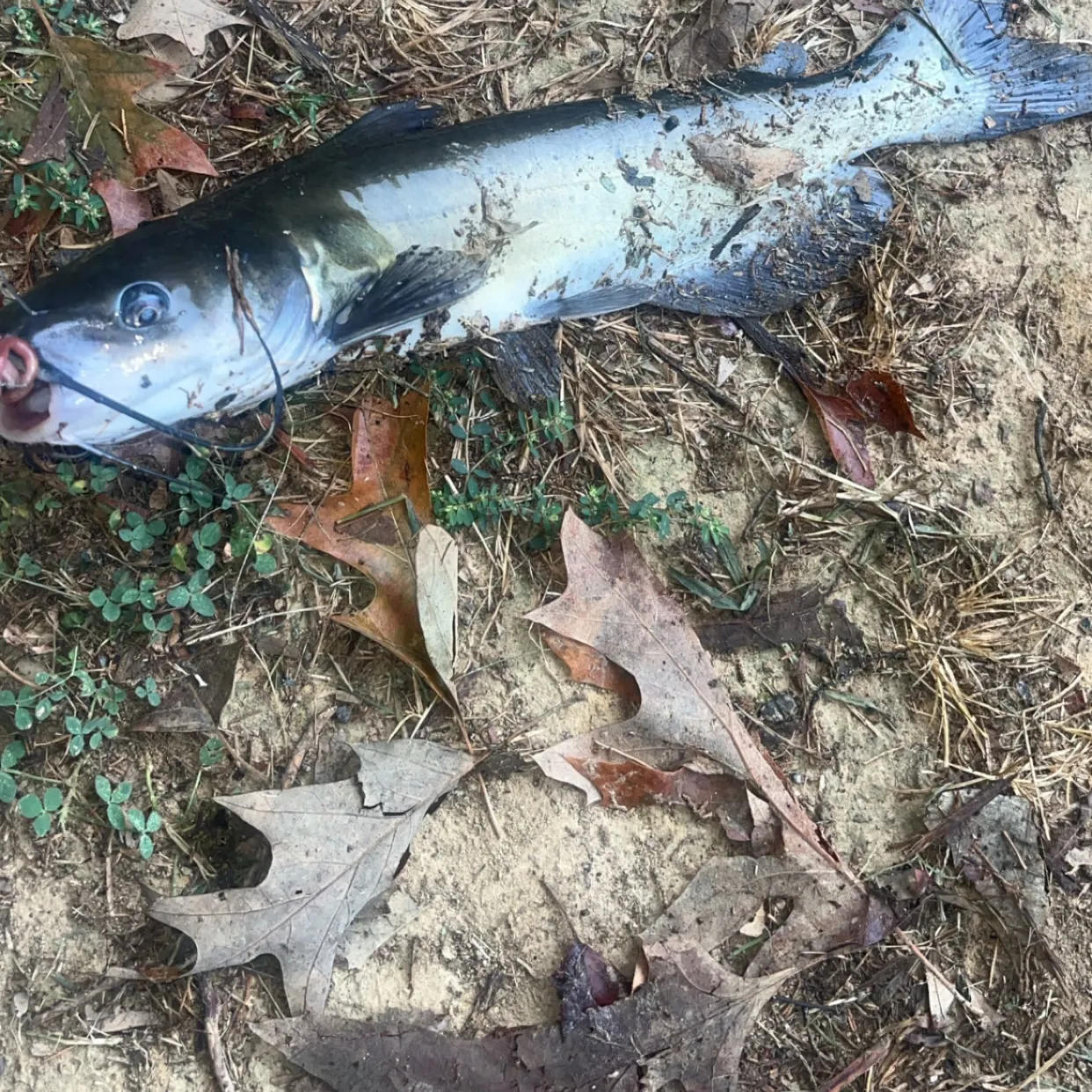 Channel catfish caught on Fishbrain