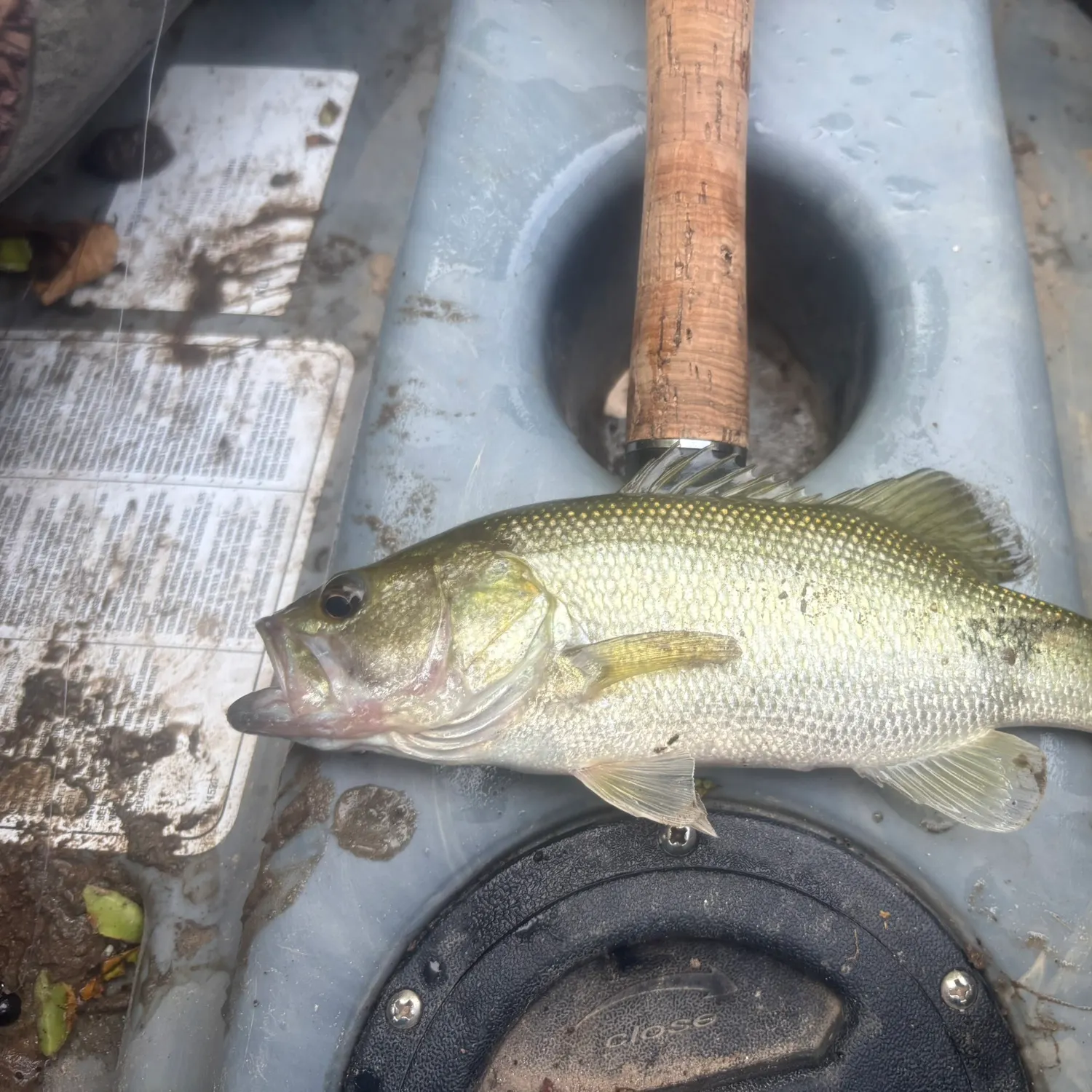 Smallmouth bass caught on Fishbrain