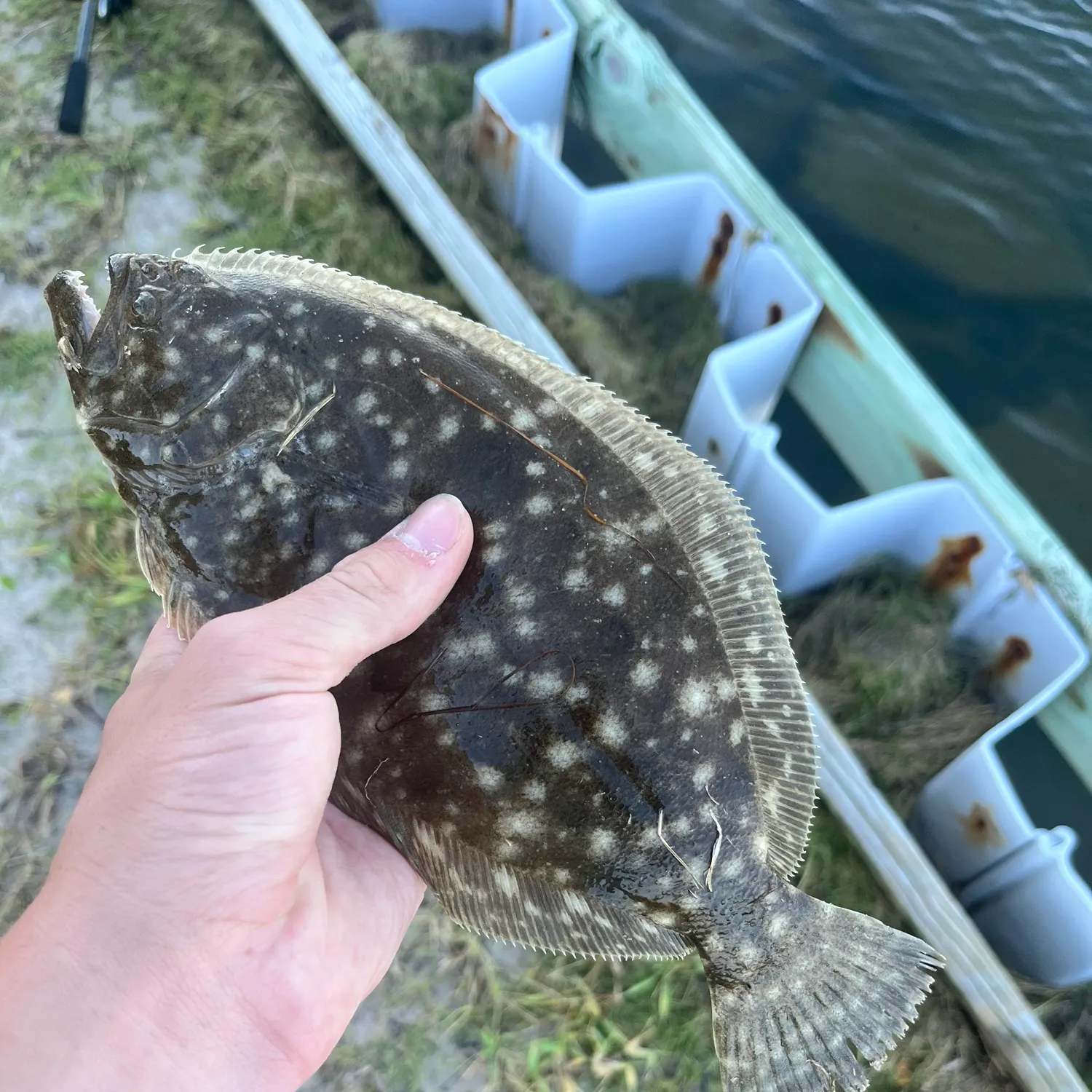 Summer flounder caught on Fishbrain