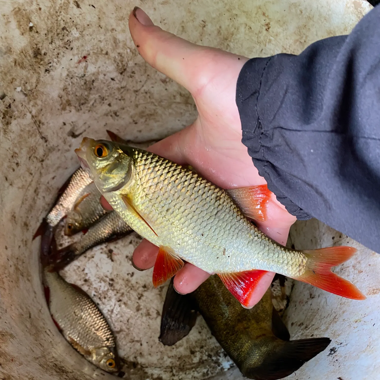 The most recent Common rudd catches on Fishbrain