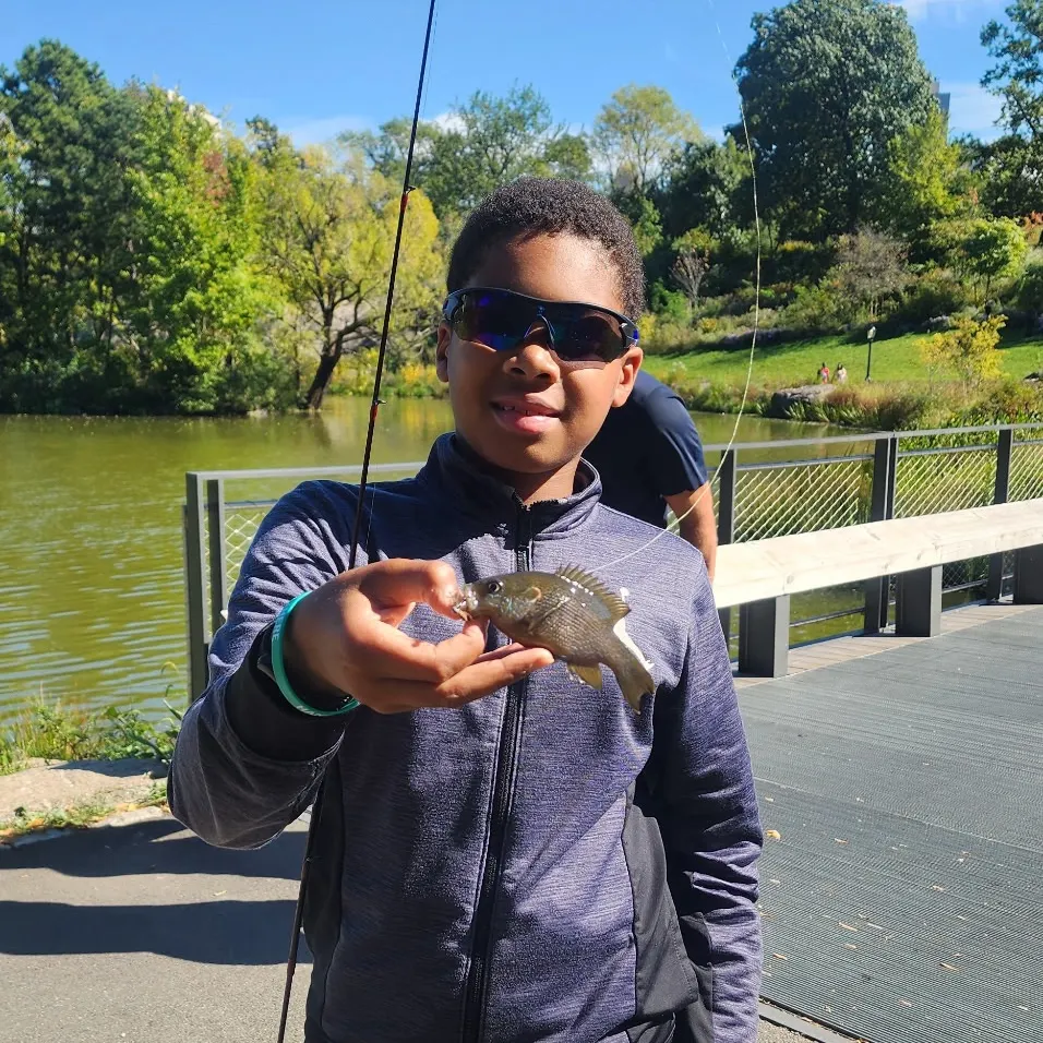 Green sunfish caught on Fishbrain