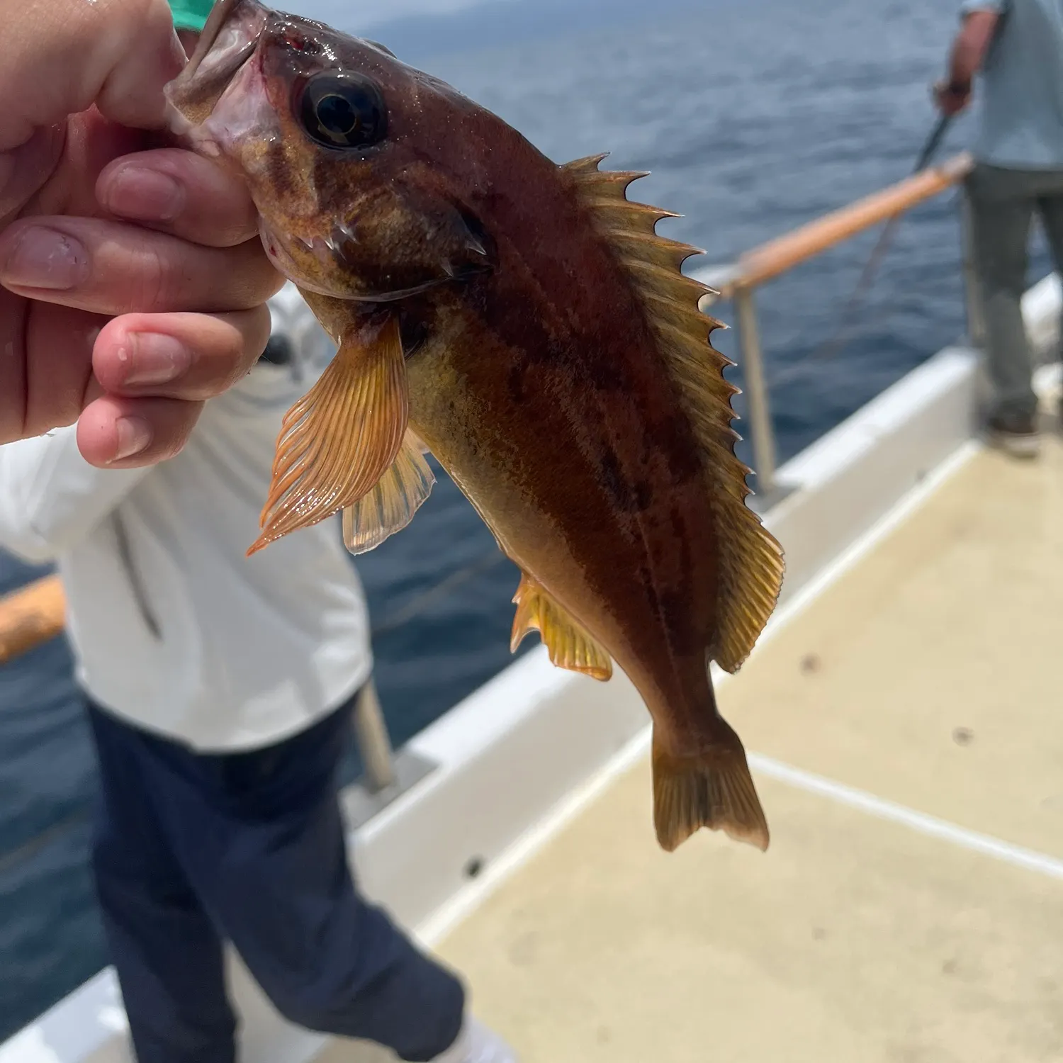The most recent Squarespot rockfish catches on Fishbrain