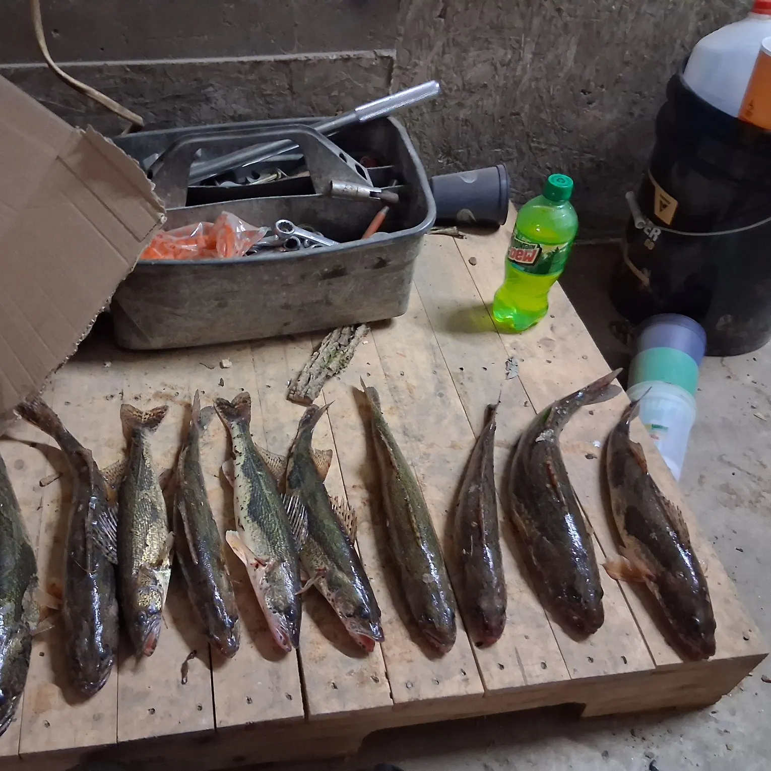 recently logged catches