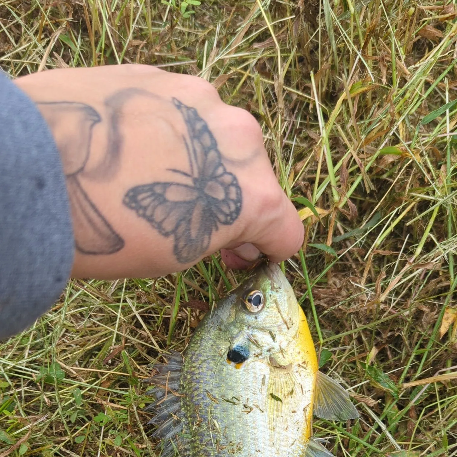Redear sunfish caught on Fishbrain