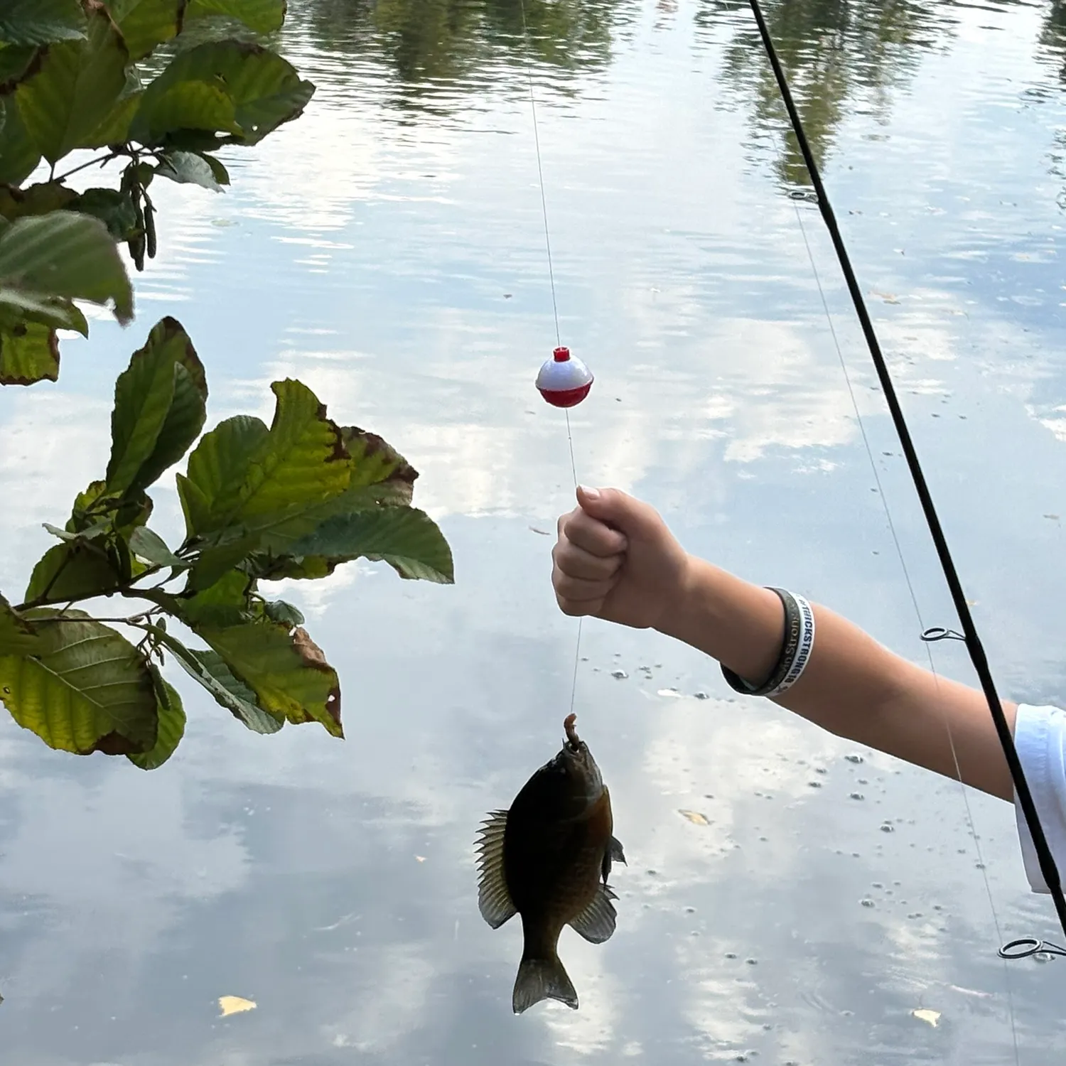 Bluegill caught on Fishbrain