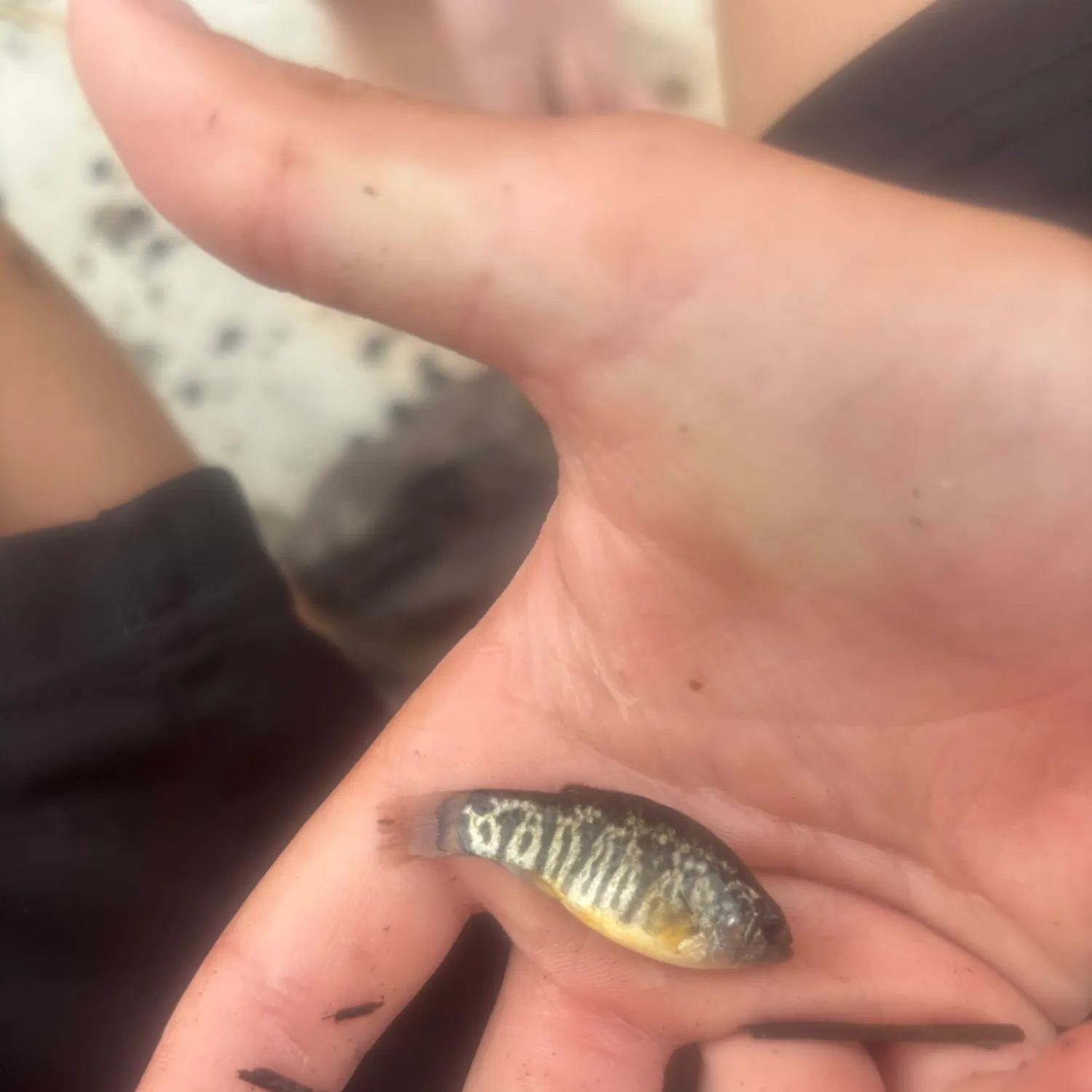 Banded sunfish caught on Fishbrain