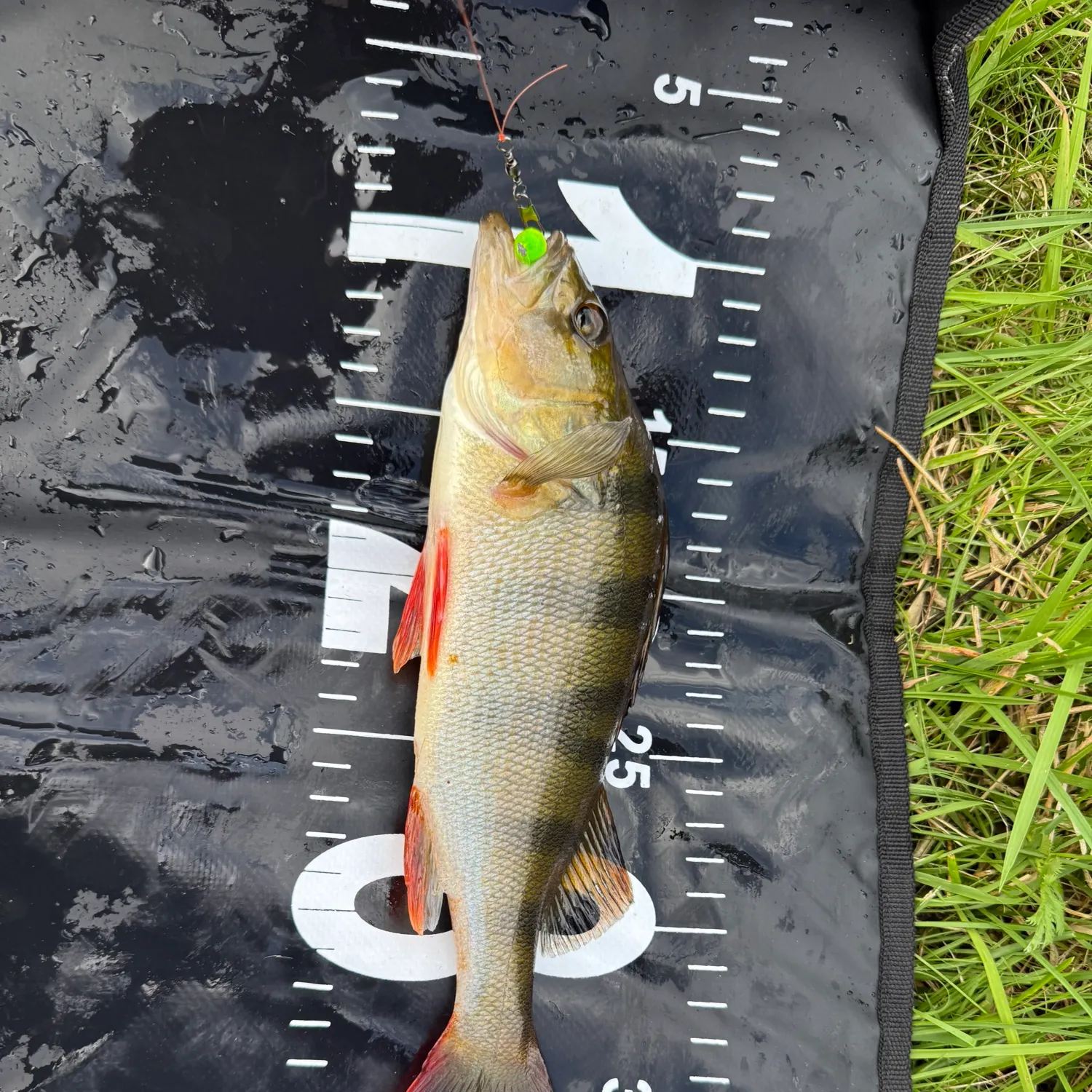 European perch caught on Fishbrain