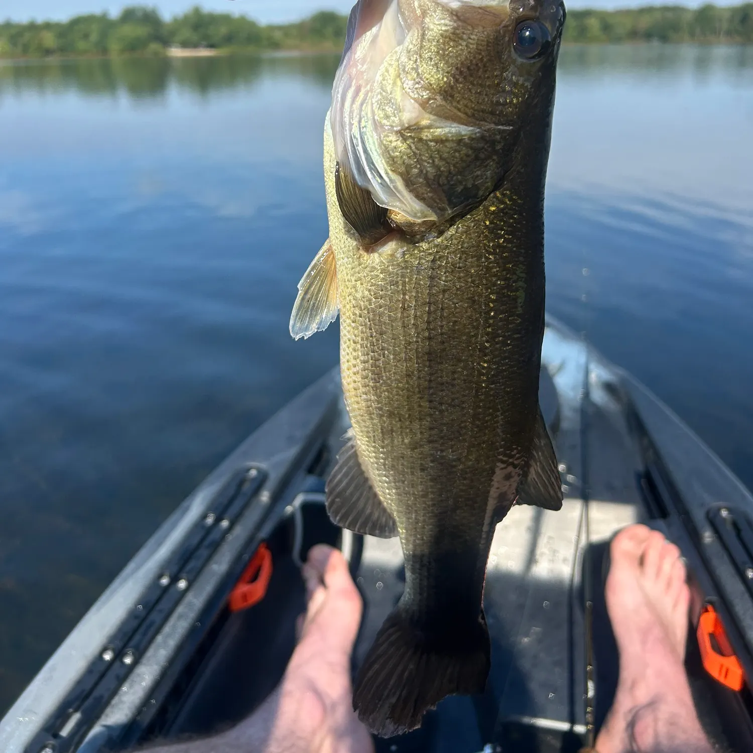 Largemouth bass caught on Fishbrain