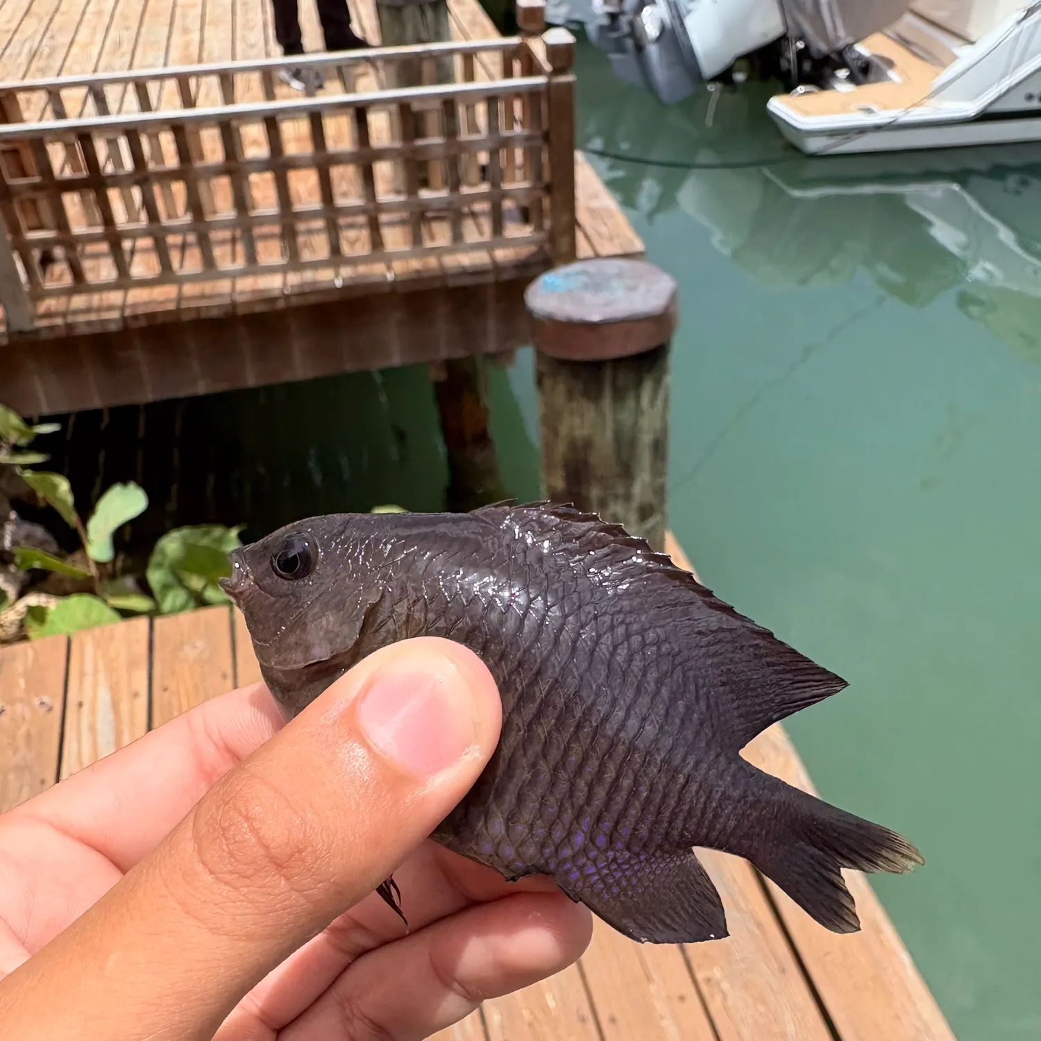 The most recent Dusky damselfish catches on Fishbrain