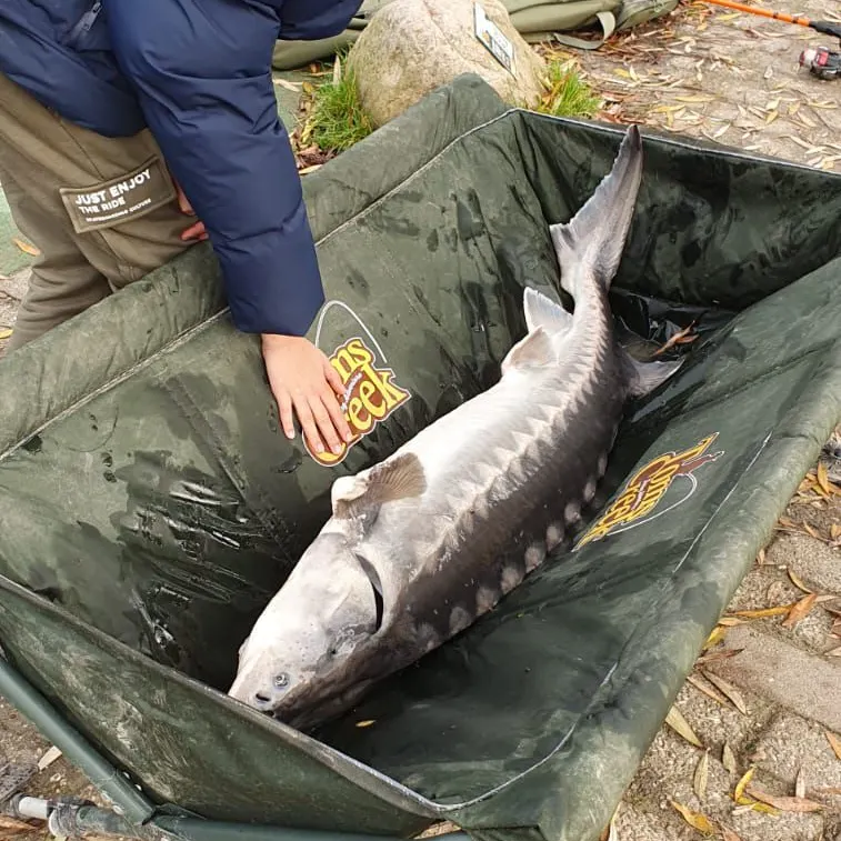 The most recent Atlantic sturgeon catches on Fishbrain
