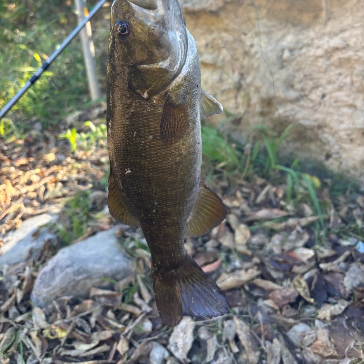 Smallmouth bass caught on Fishbrain