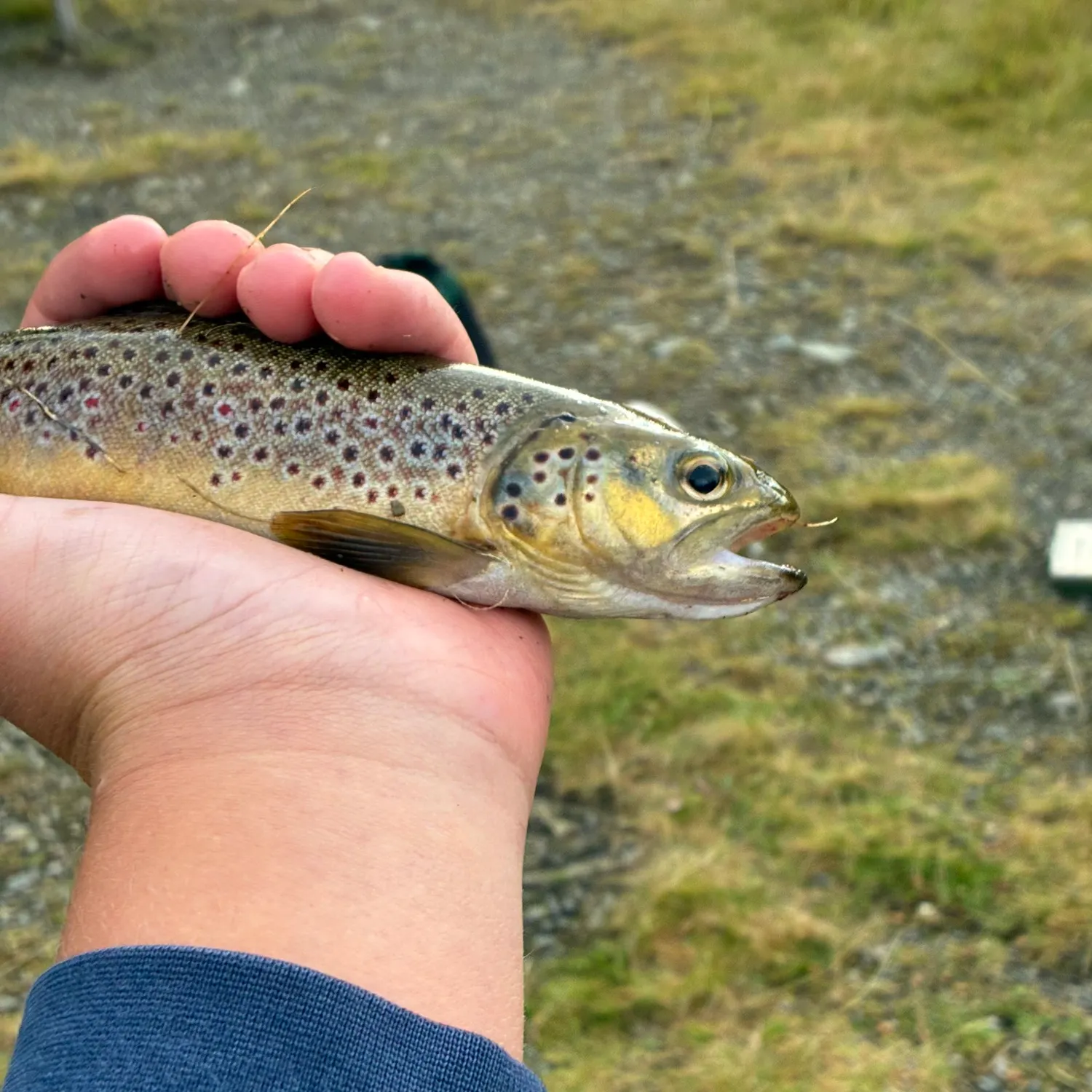 Brown trout caught on Fishbrain