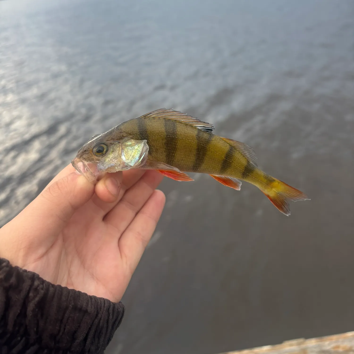 European perch caught on Fishbrain