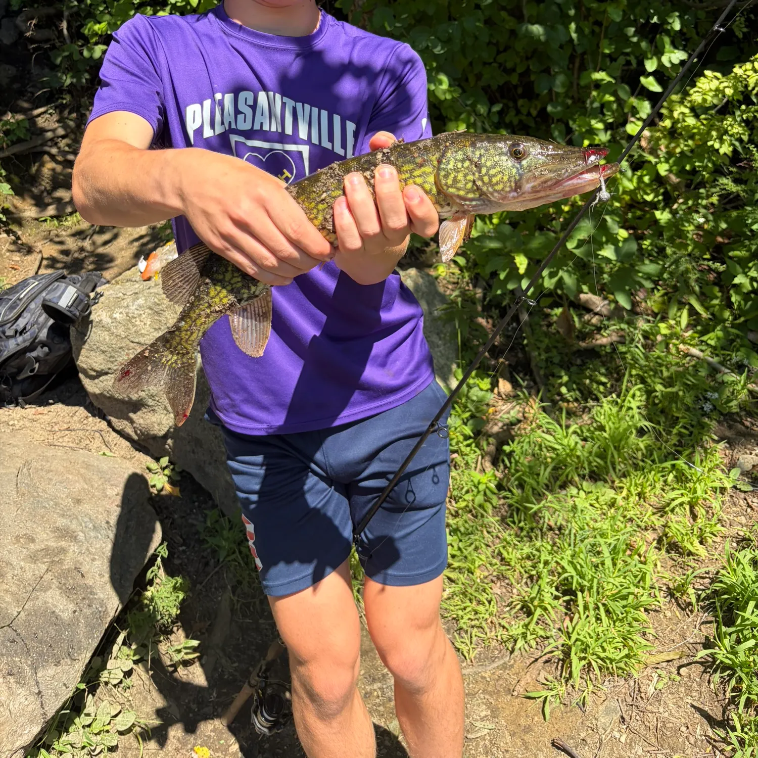 Chain pickerel caught on Fishbrain