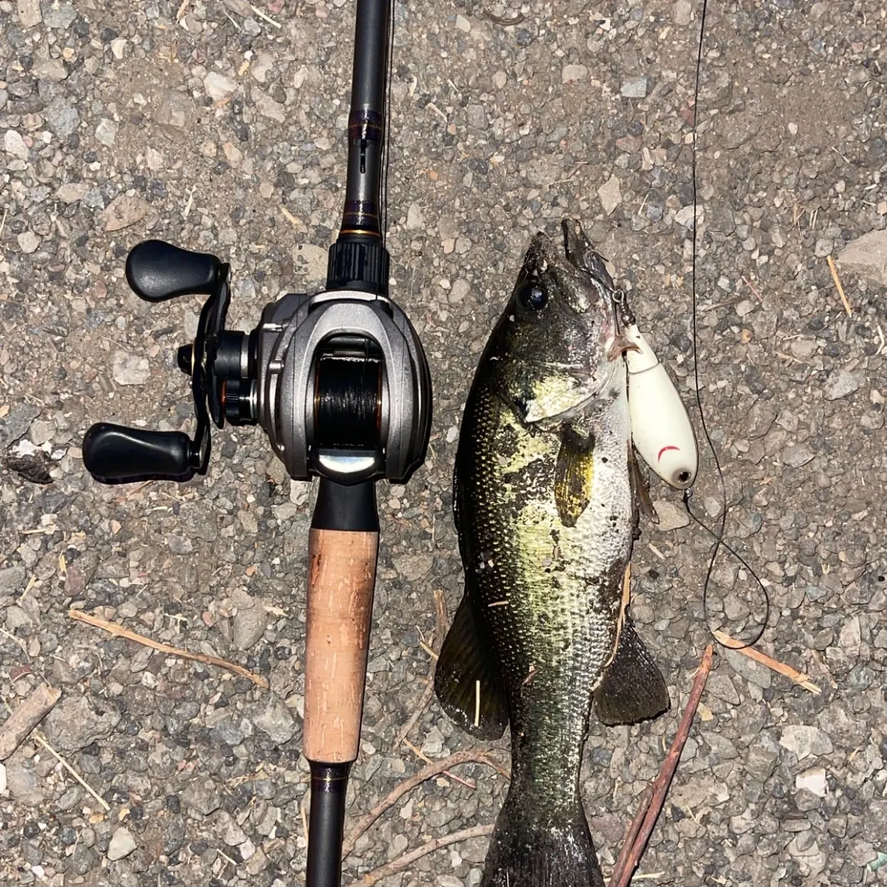 Largemouth bass caught on Fishbrain