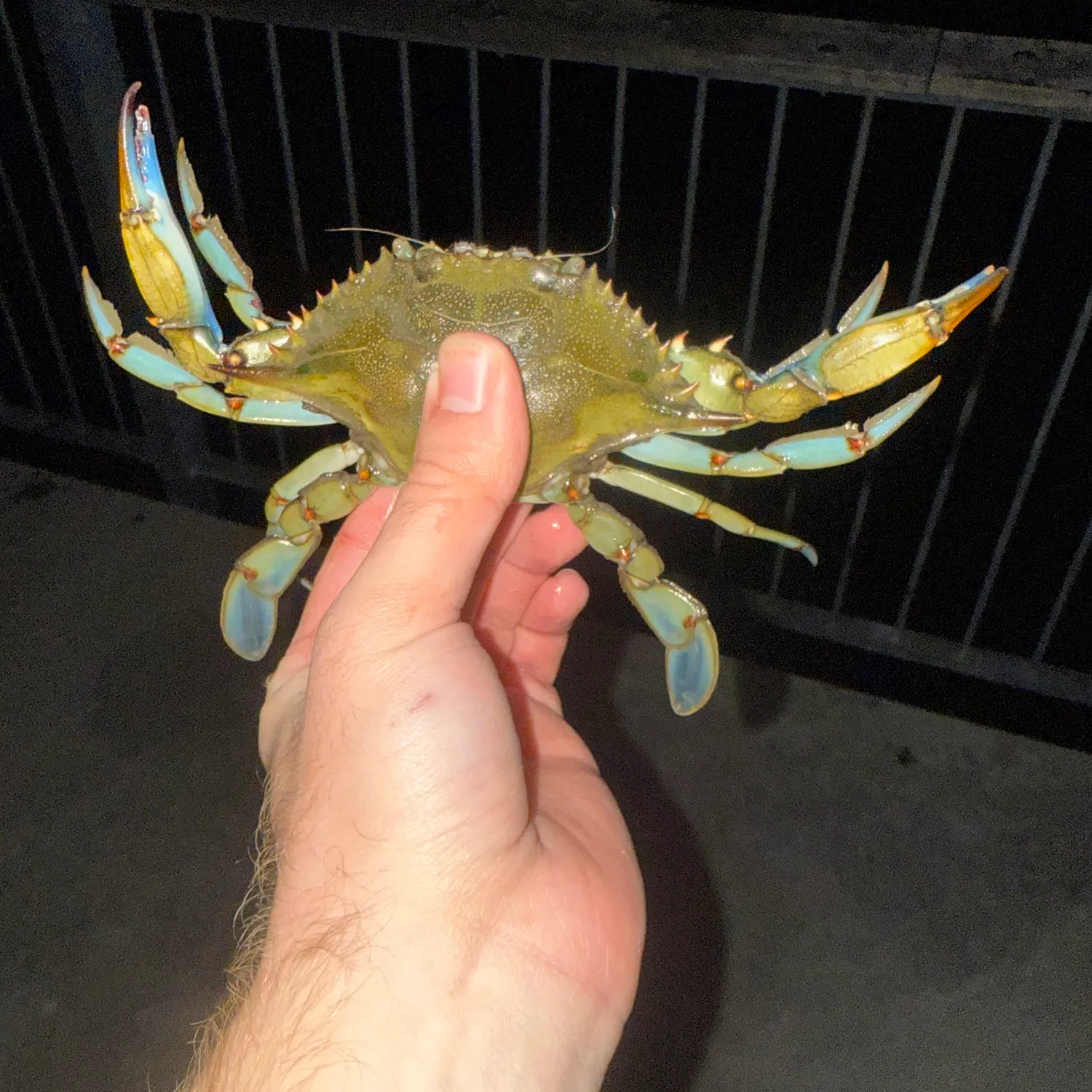 The most recent Blue crab catches on Fishbrain
