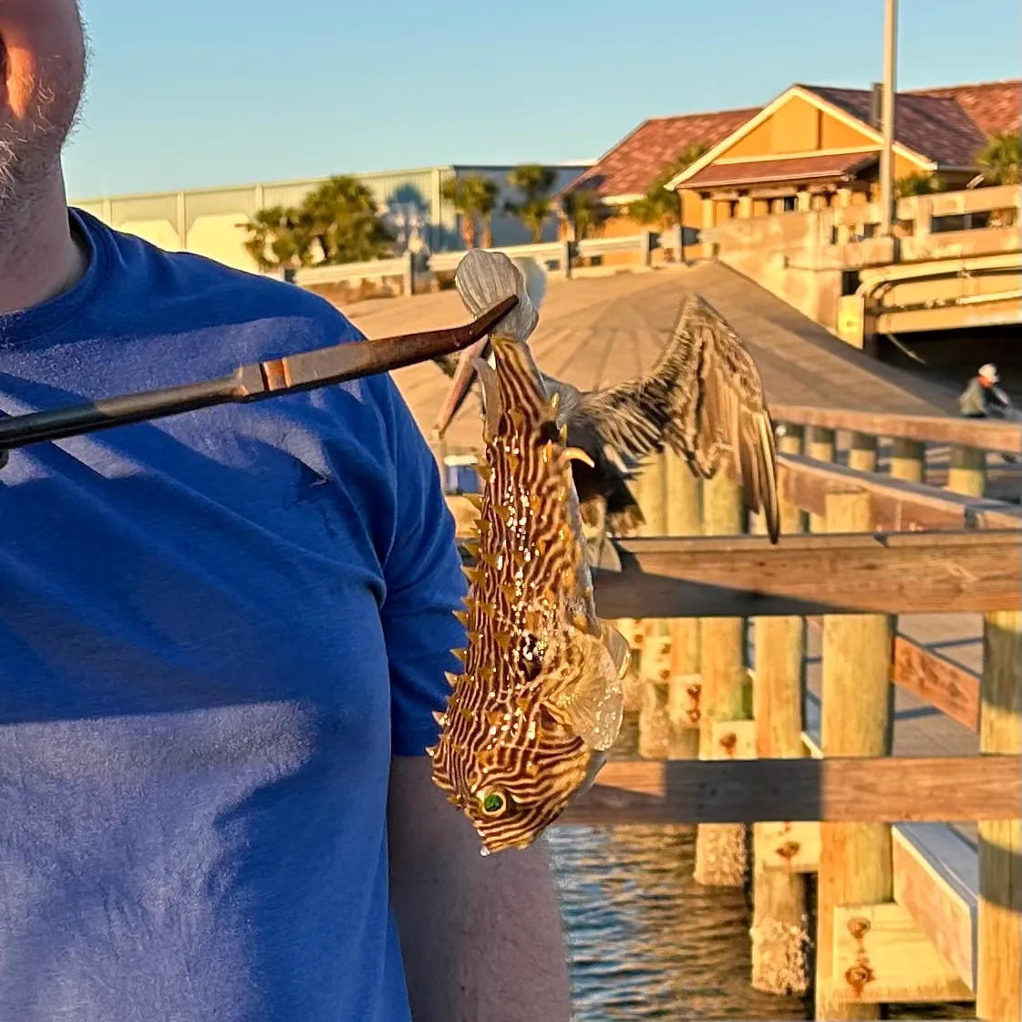 The most recent Striped burrfish catches on Fishbrain