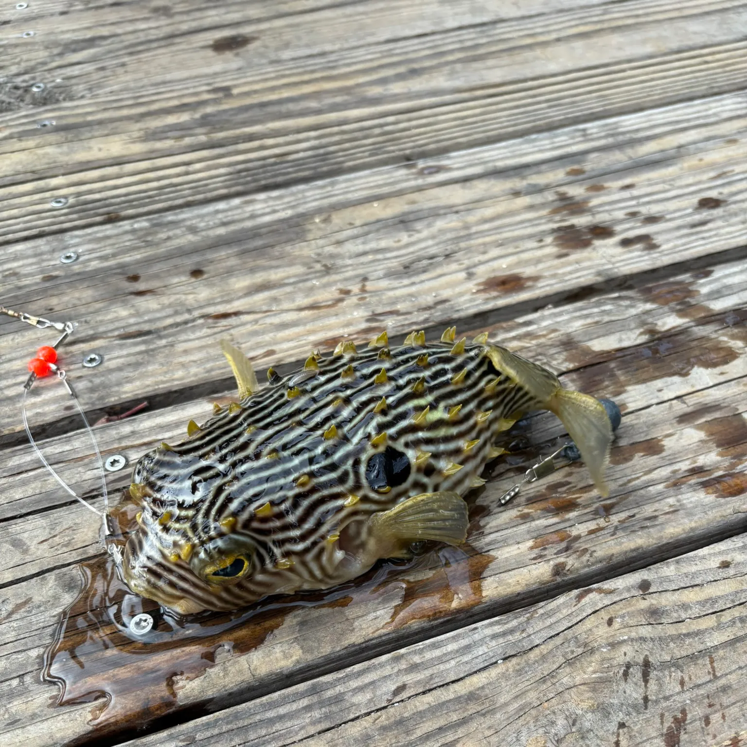 The most recent Spot-fin porcupinefish catches on Fishbrain