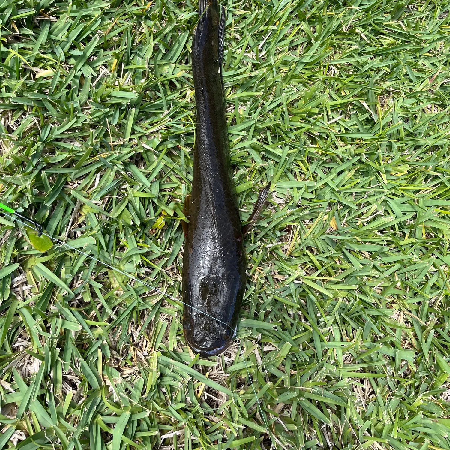 The most recent Indonesian snakehead catches on Fishbrain
