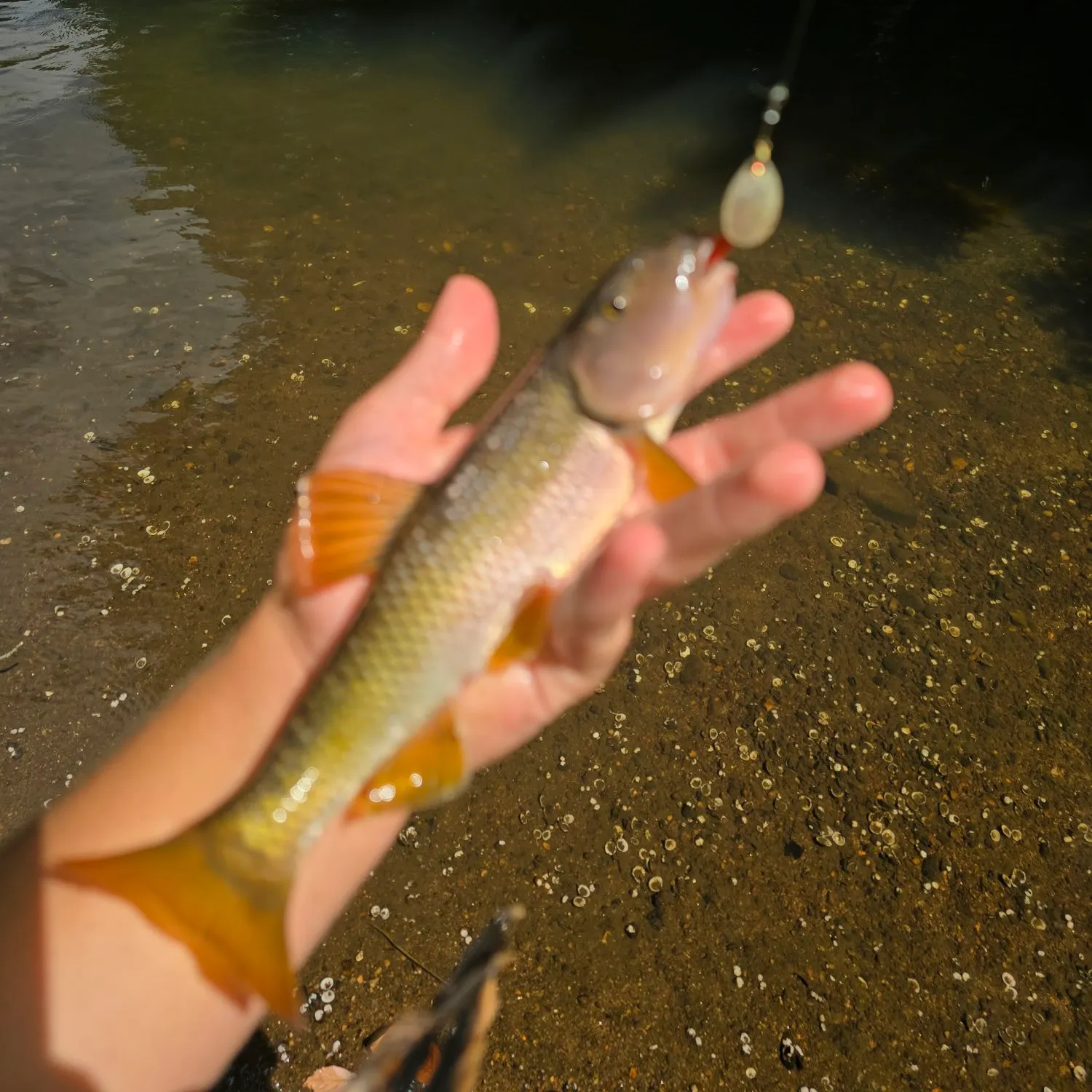The most recent River chub catches on Fishbrain
