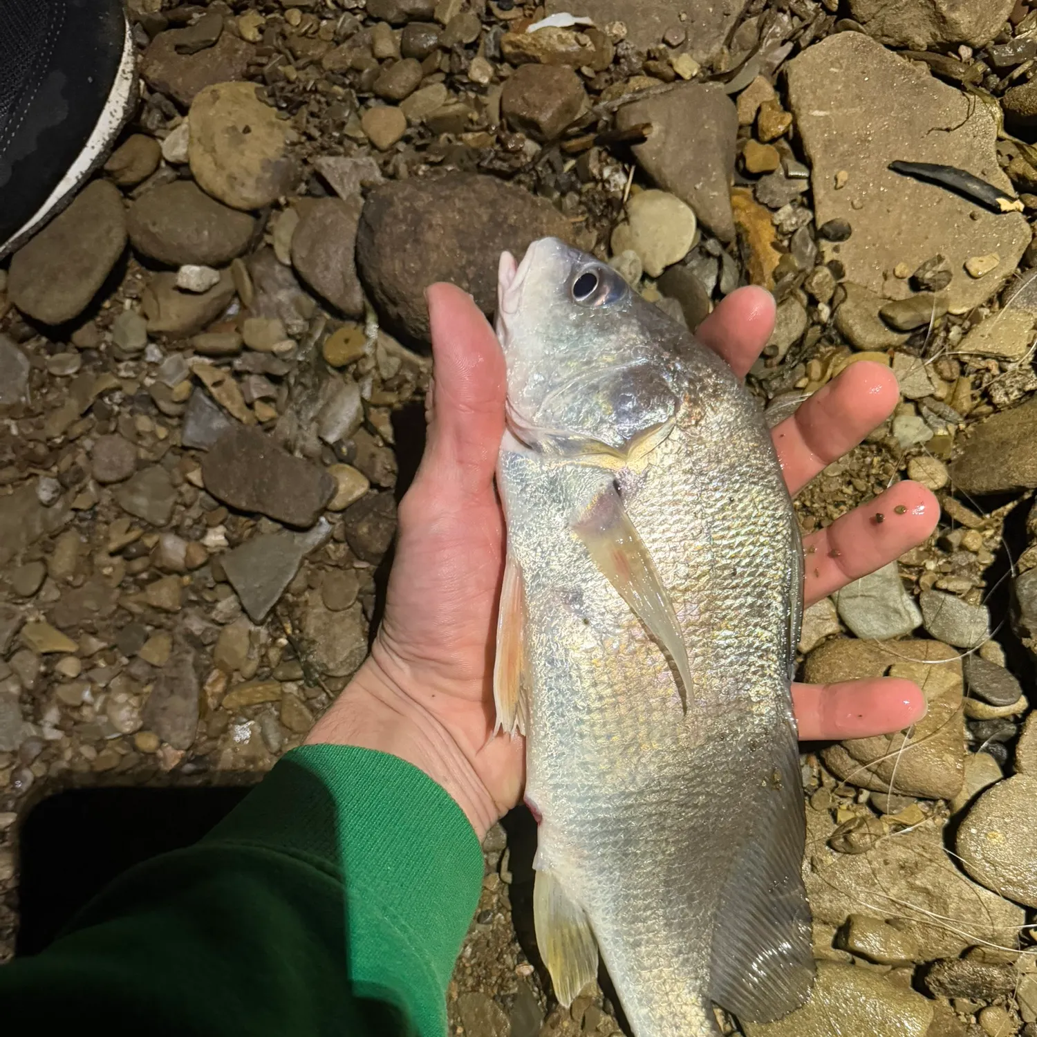 Freshwater drum caught on Fishbrain