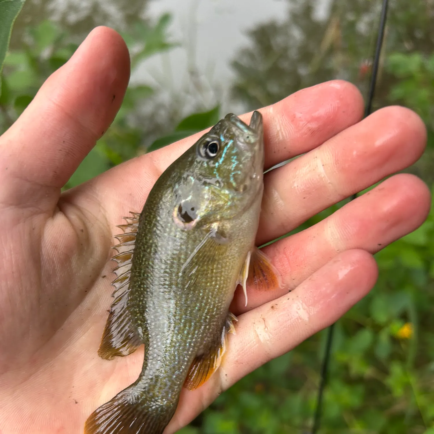 Green sunfish caught on Fishbrain