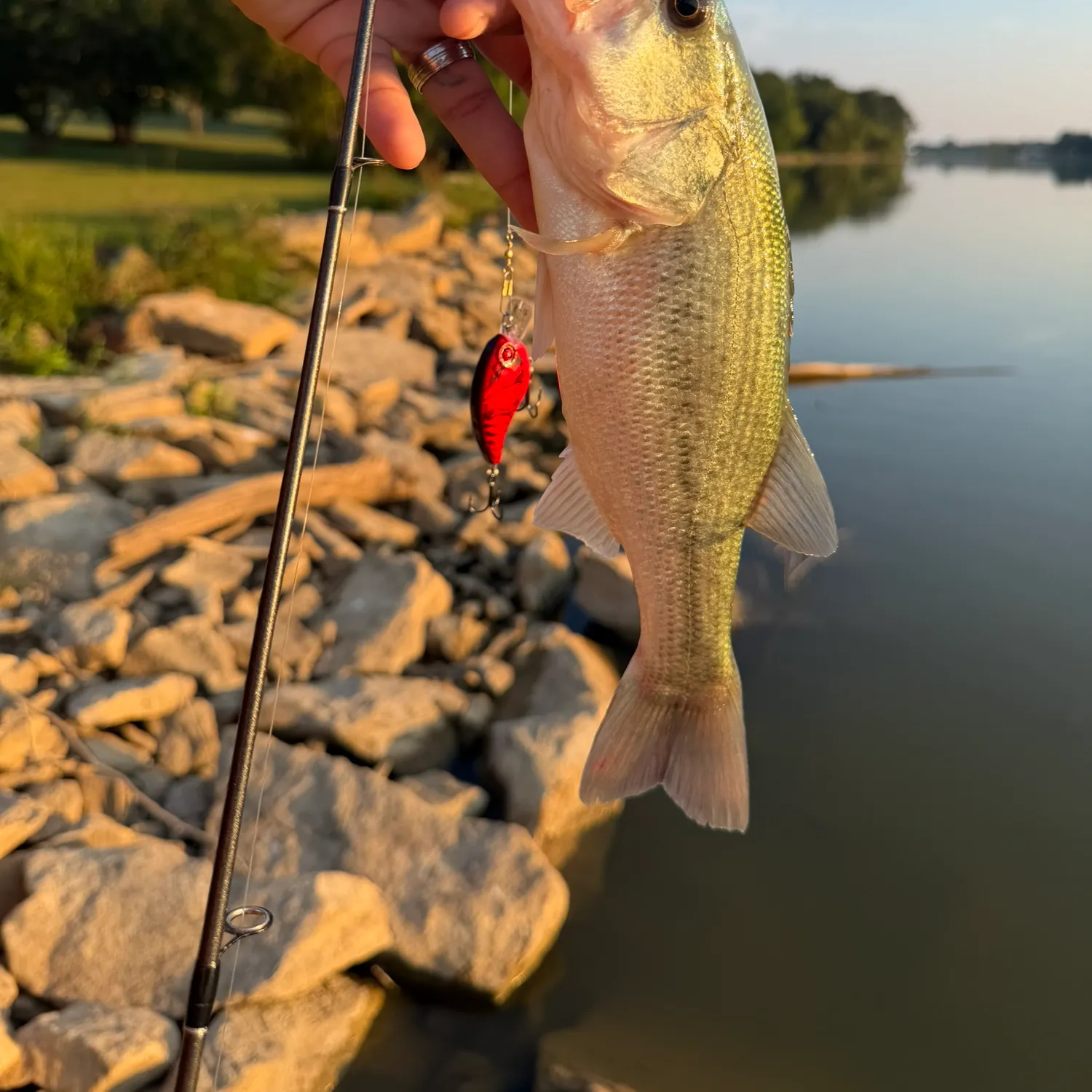 Largemouth bass caught on Fishbrain