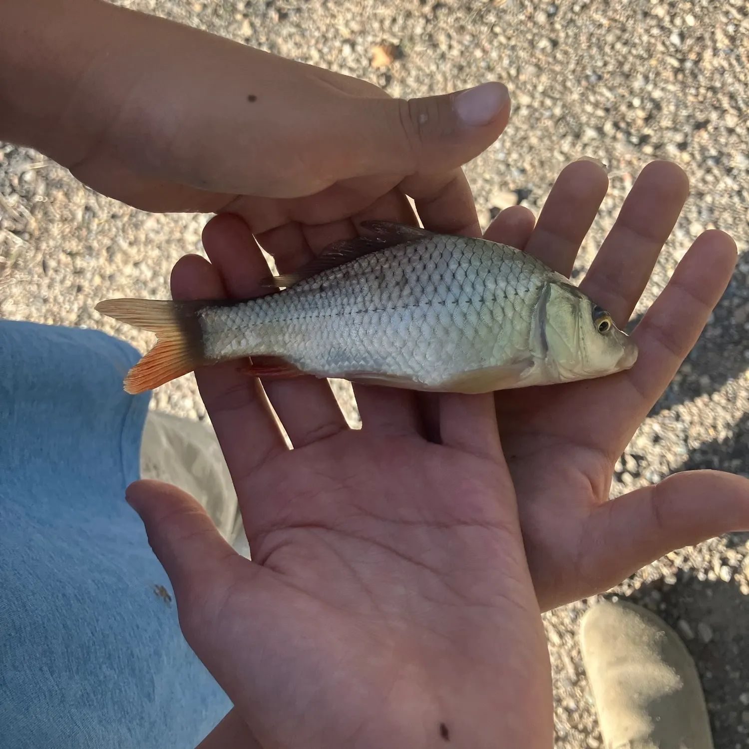 Common carp caught on Fishbrain