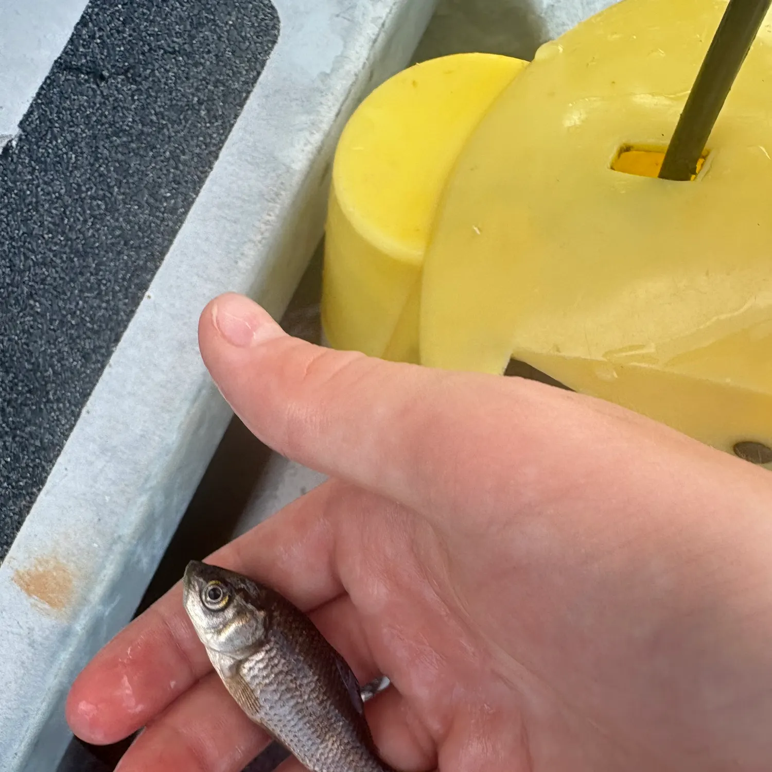 The most recent Eastern silvery minnow catches on Fishbrain