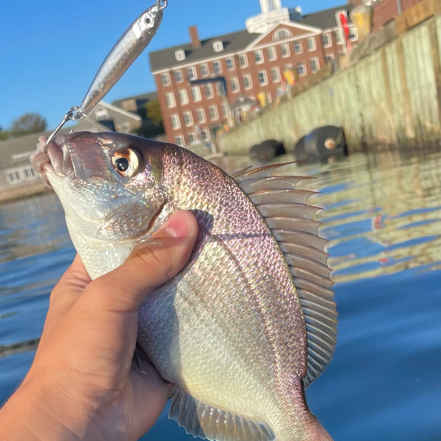 Scup caught on Fishbrain