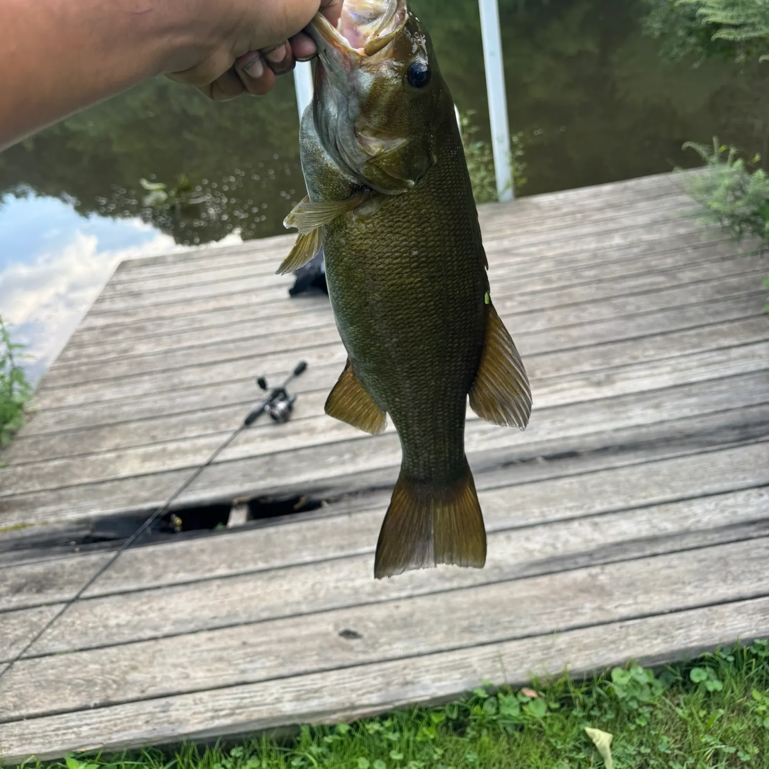 Smallmouth bass caught on Fishbrain